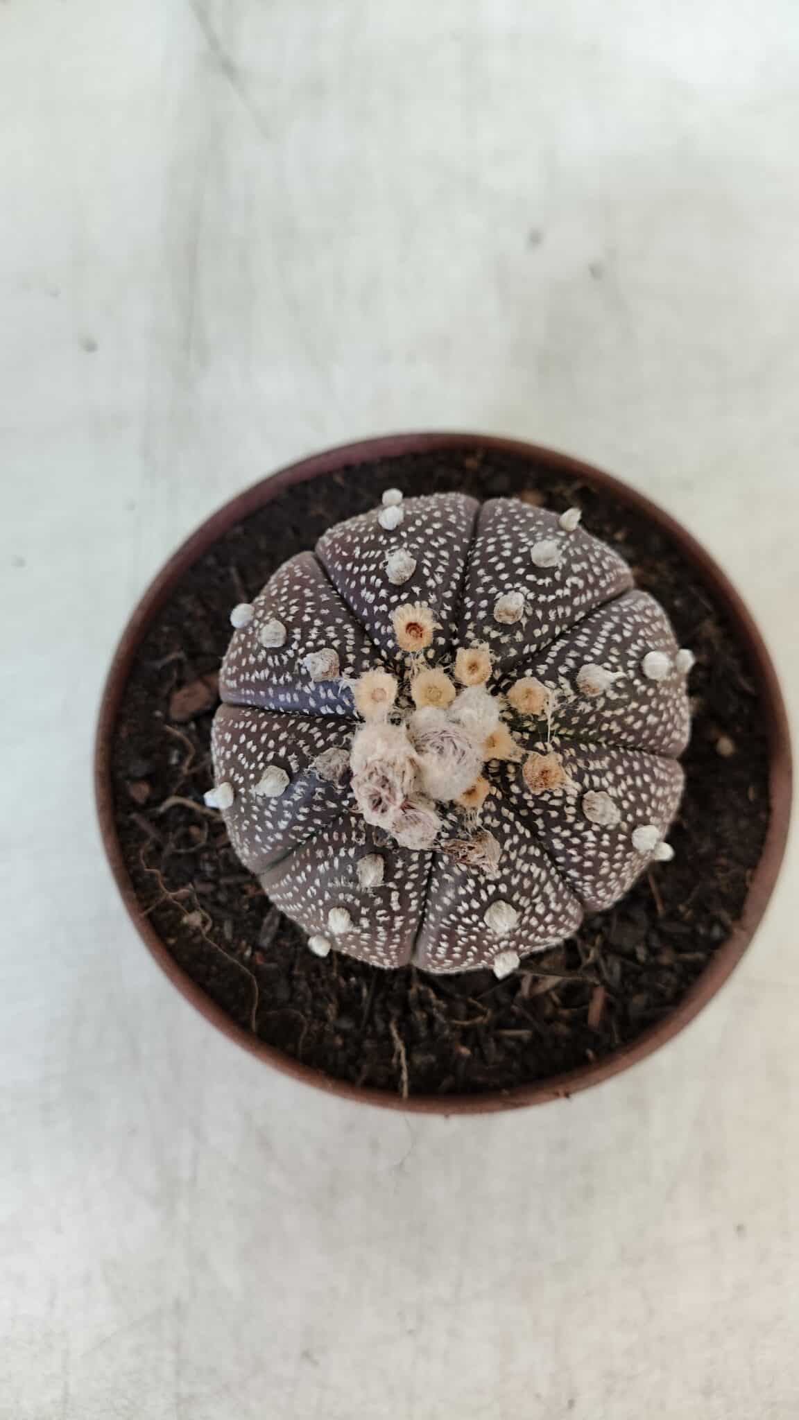 ASTROPHYTUM ASTERIAS “Purple” Nº 845 – vaso 11