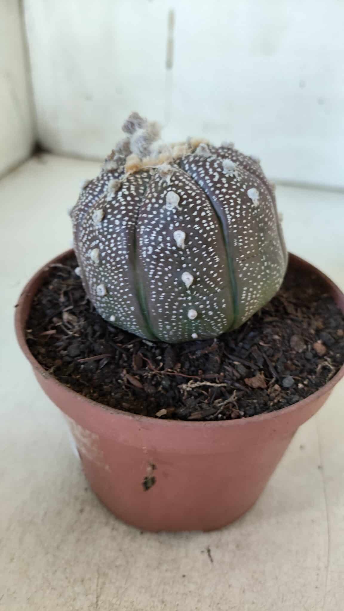 ASTROPHYTUM ASTERIAS “Purple” Nº 845 – vaso 11