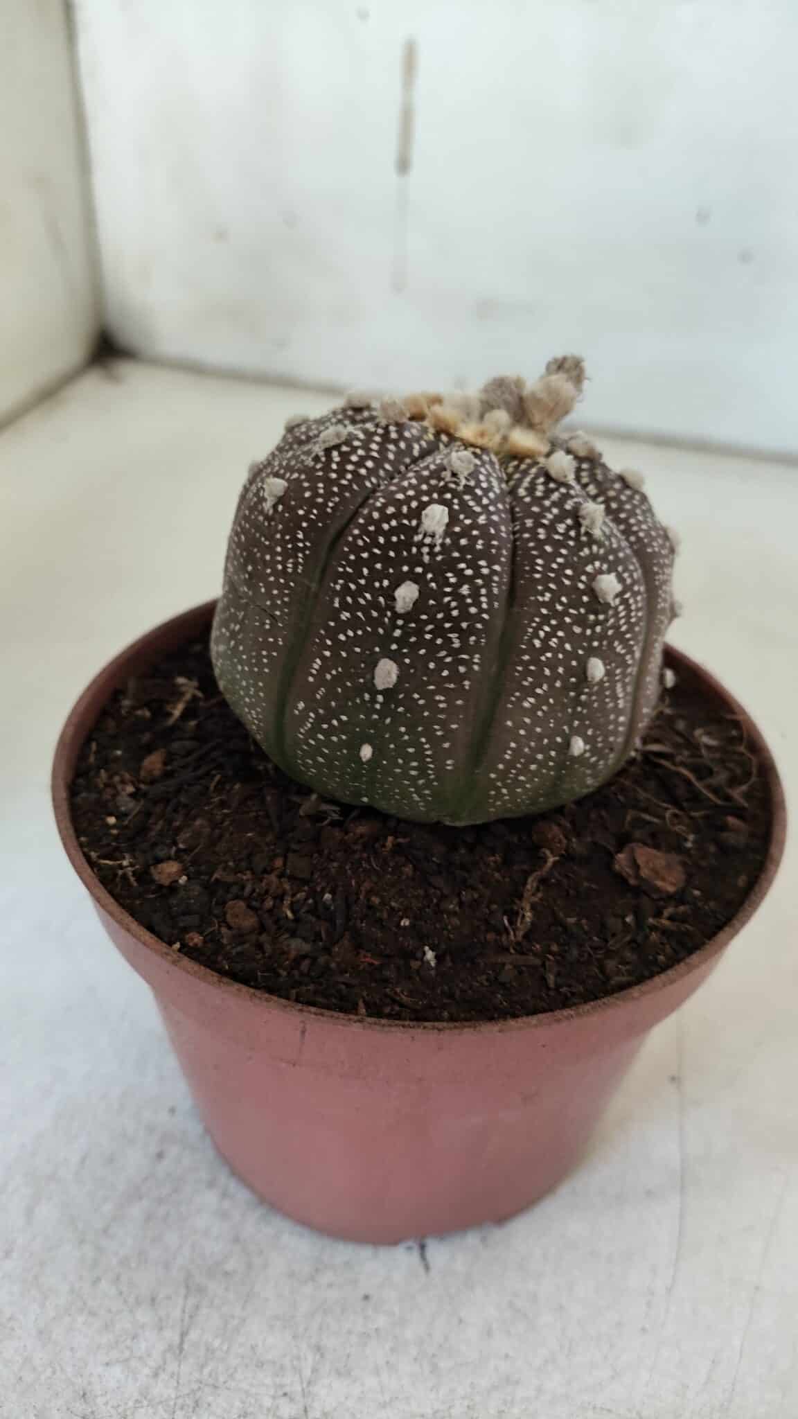 ASTROPHYTUM ASTERIAS “Purple” Nº 845 – vaso 11