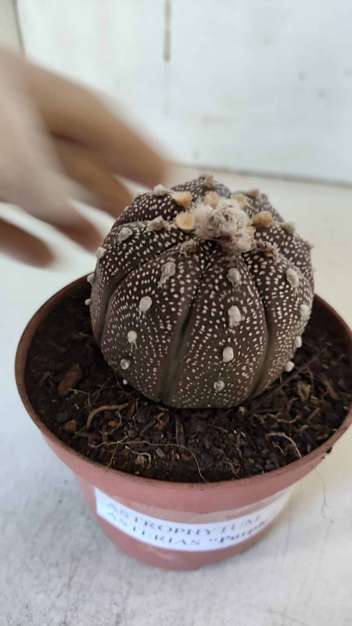 ASTROPHYTUM ASTERIAS “Purple” Nº 845 – vaso 11