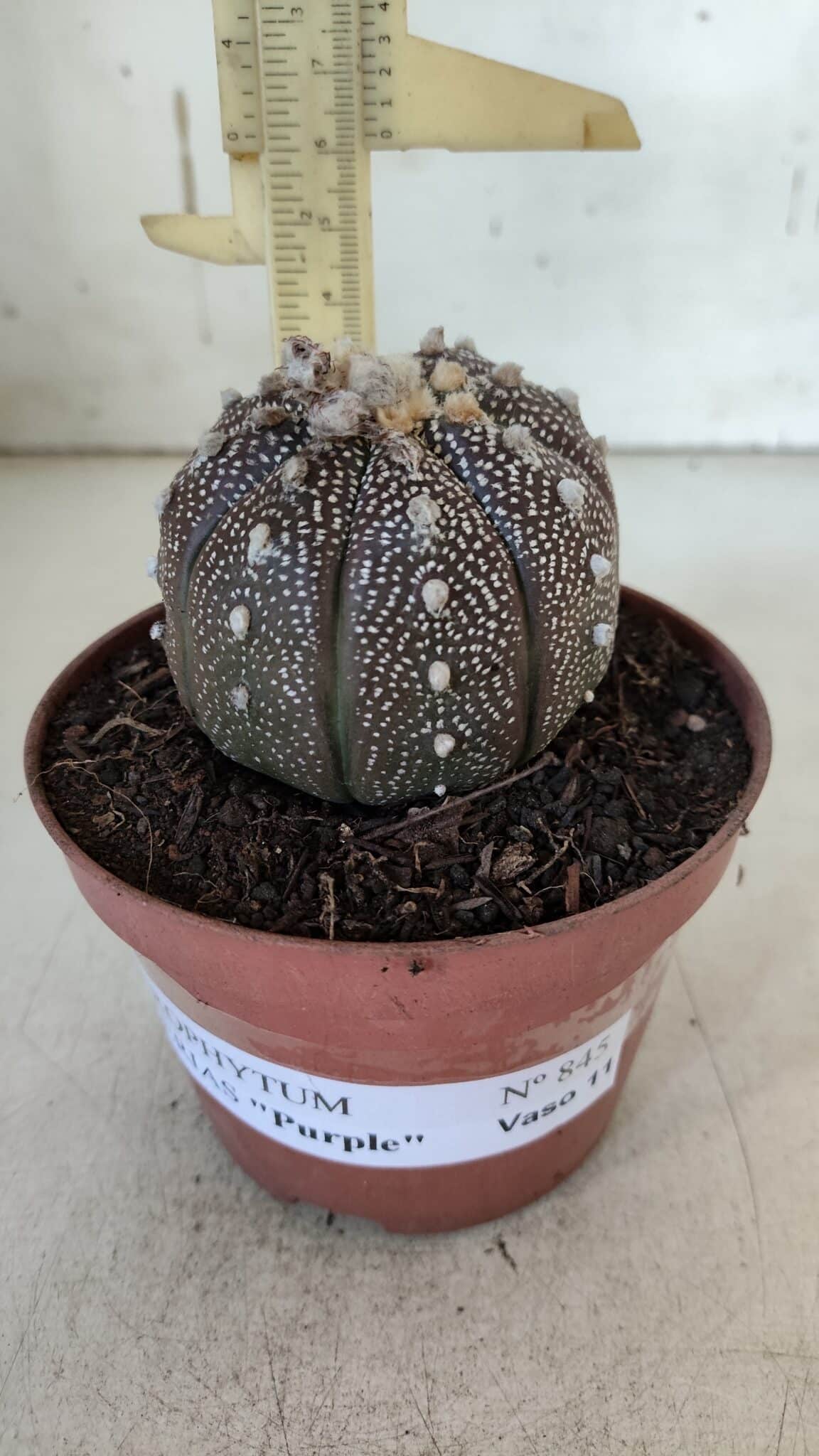 ASTROPHYTUM ASTERIAS “Purple” Nº 845 – vaso 11