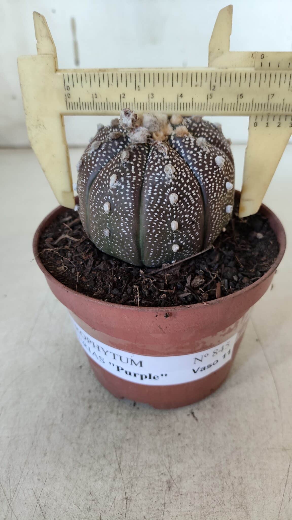 ASTROPHYTUM ASTERIAS “Purple” Nº 845 – vaso 11