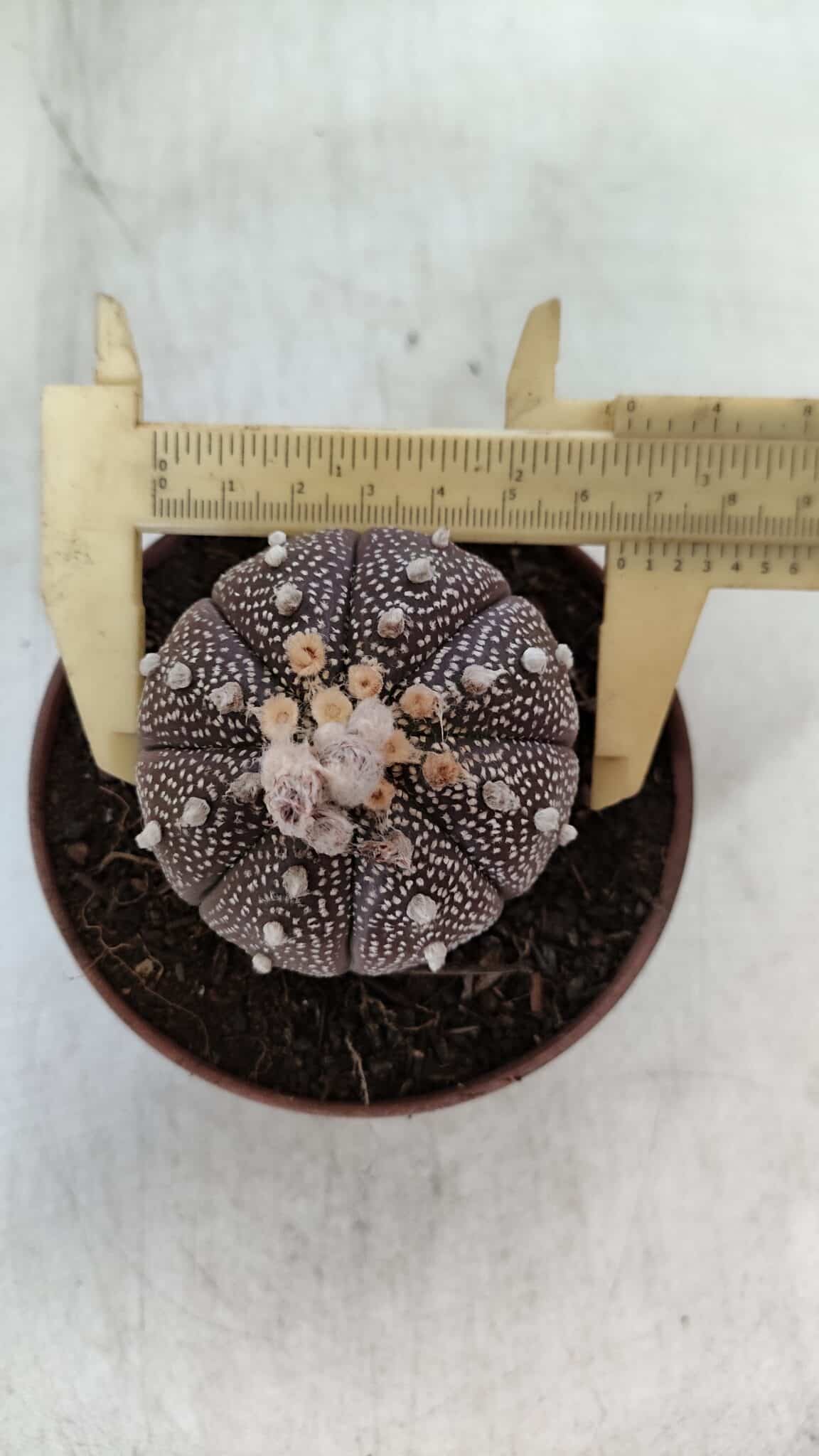 ASTROPHYTUM ASTERIAS “Purple” Nº 845 – vaso 11