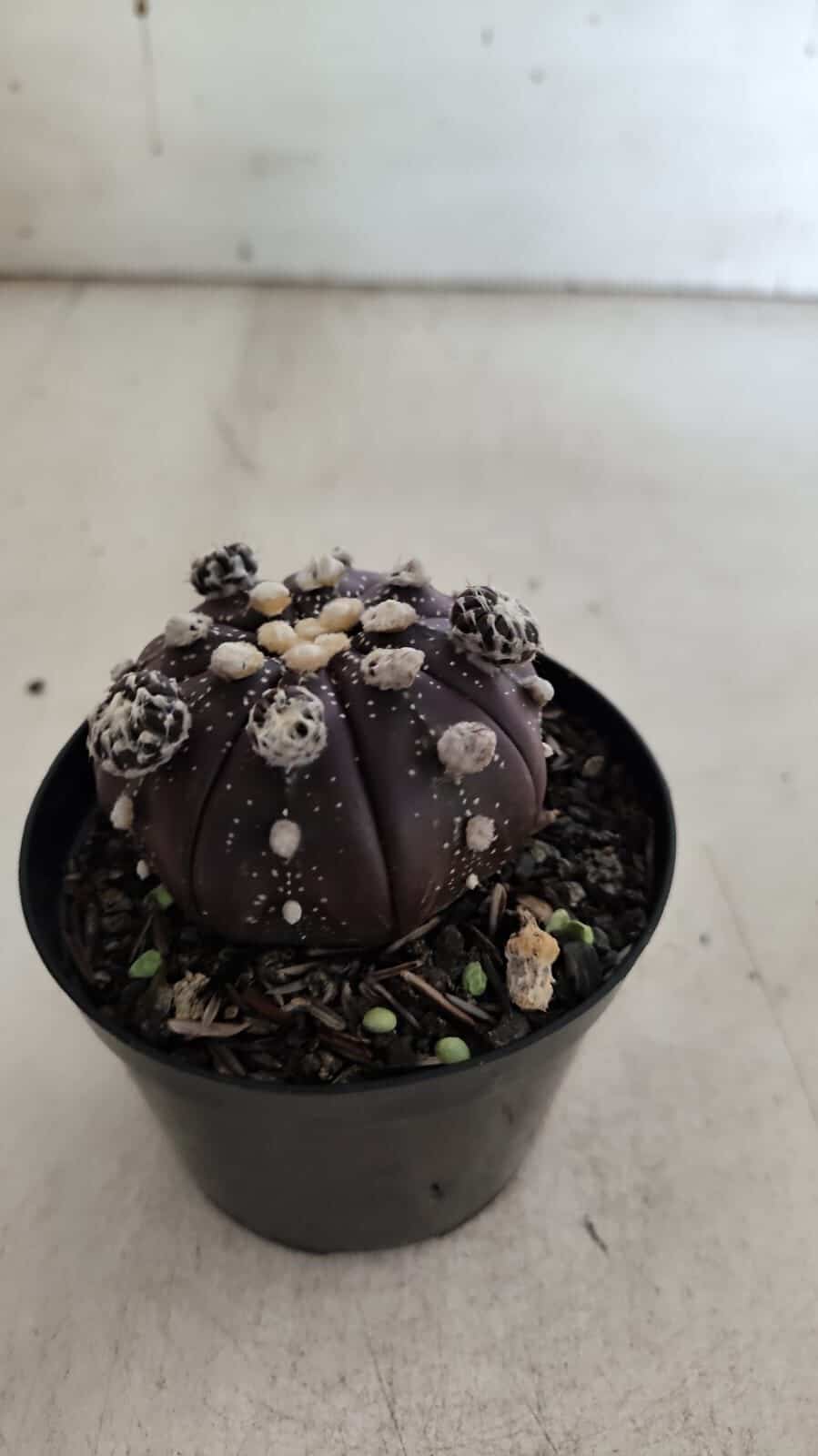 ASTROPHYTUM ASTERIAS “Purple” Nº 728 – vaso 09
