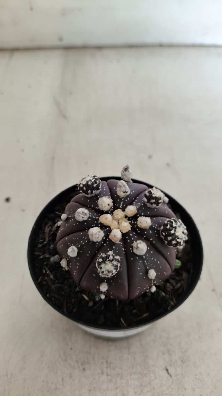 ASTROPHYTUM ASTERIAS “Purple” Nº 728 – vaso 09
