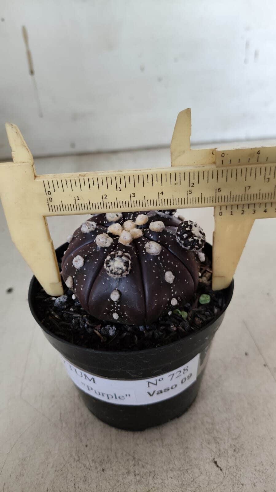 ASTROPHYTUM ASTERIAS “Purple” Nº 728 – vaso 09