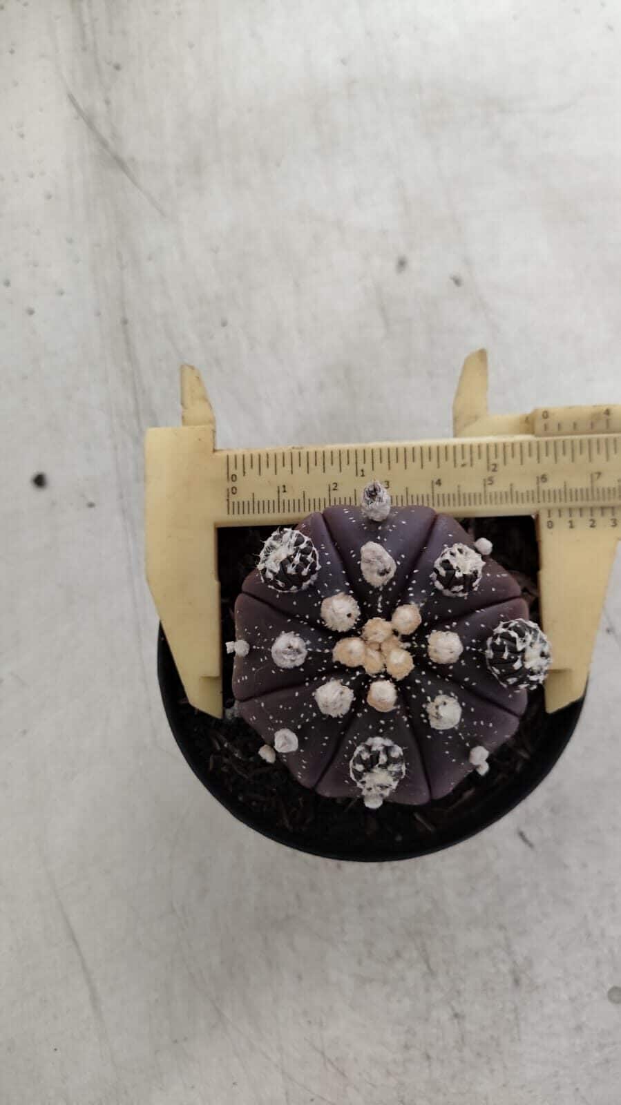 ASTROPHYTUM ASTERIAS “Purple” Nº 728 – vaso 09