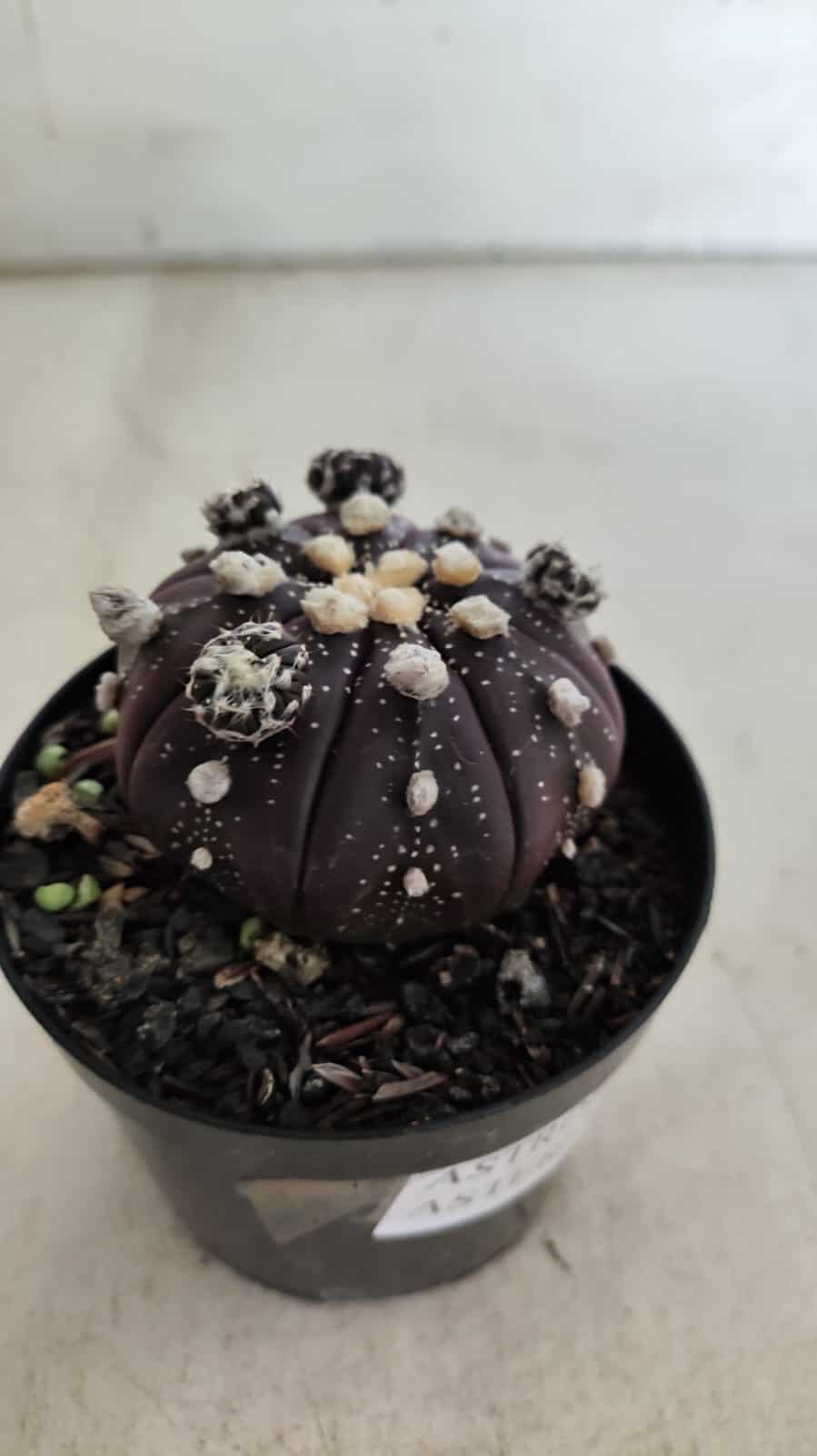 ASTROPHYTUM ASTERIAS “Purple” Nº 728 – vaso 09