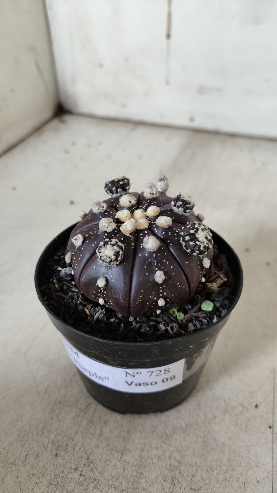 ASTROPHYTUM ASTERIAS “Purple” Nº 728 – vaso 09