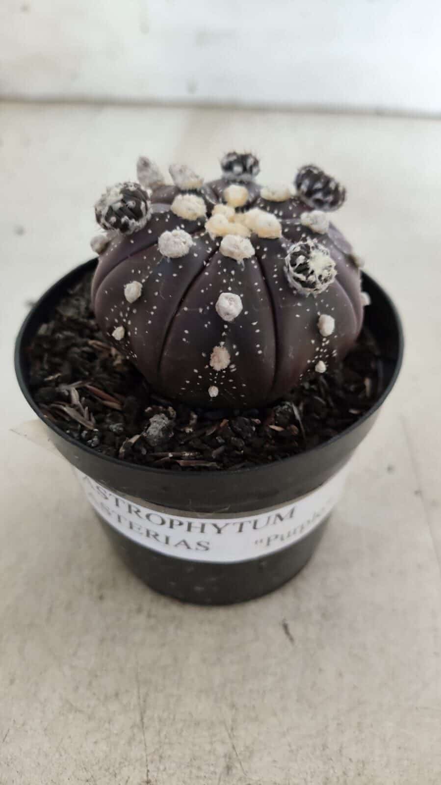 ASTROPHYTUM ASTERIAS “Purple” Nº 728 – vaso 09