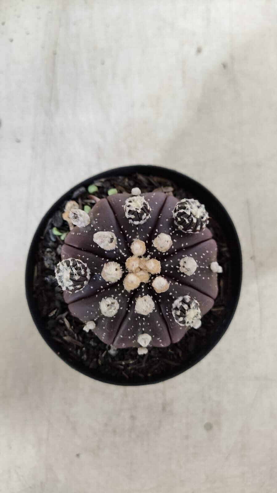 ASTROPHYTUM ASTERIAS “Purple” Nº 728 – vaso 09