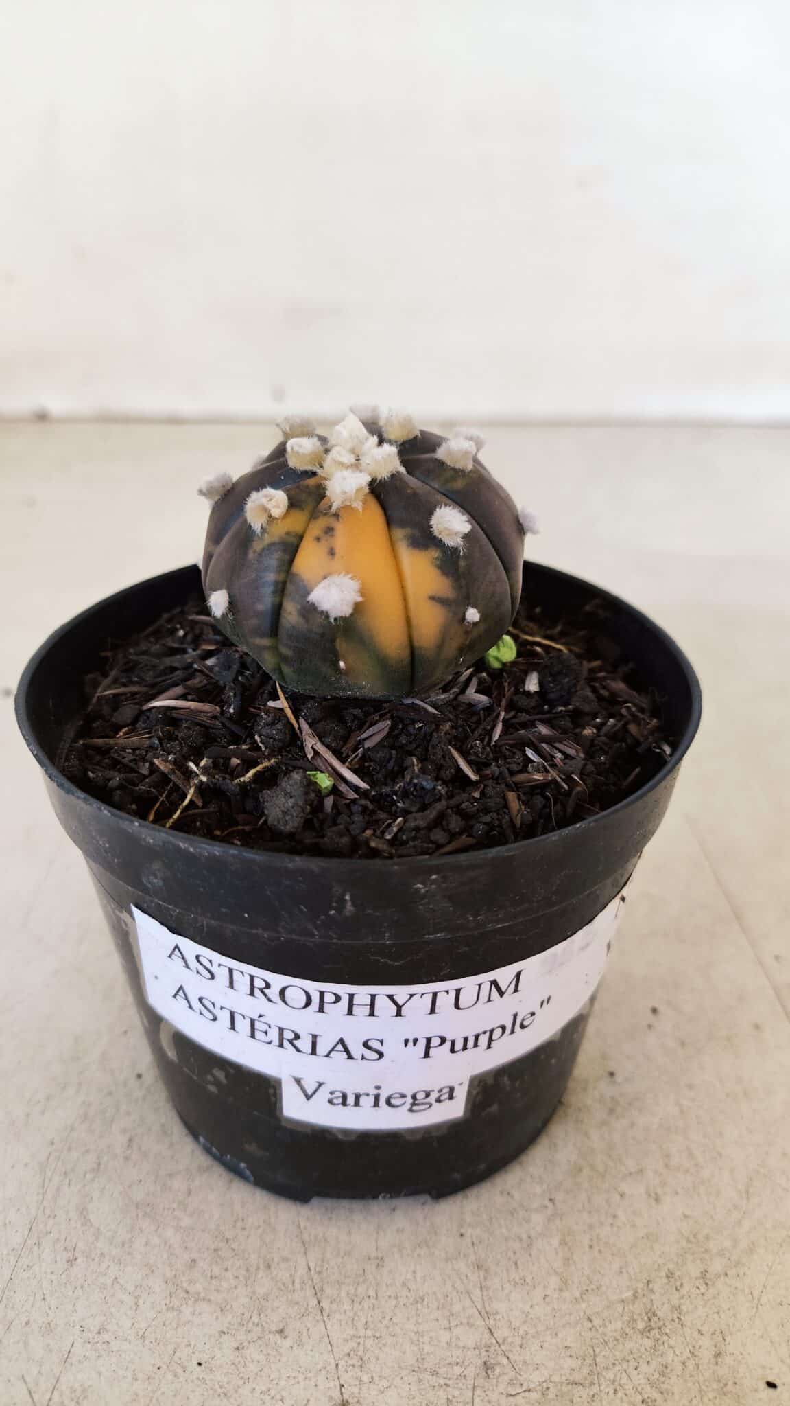 ASTROPHYTUM ASTERIAS “Purple - VARIEGATA”  Nº 955 – vaso 09 - foto 2
