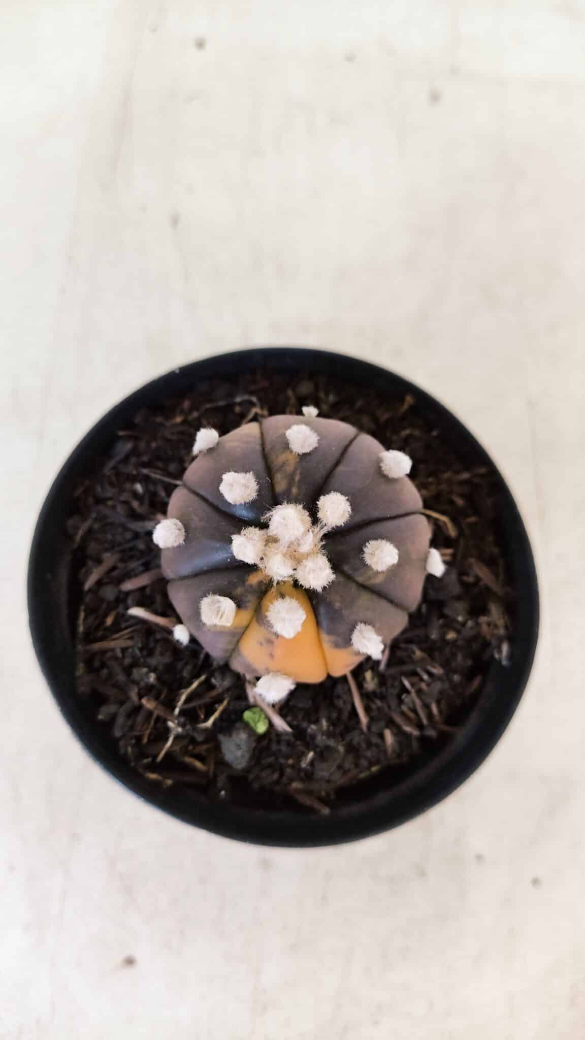ASTROPHYTUM ASTERIAS “Purple - VARIEGATA”  Nº 955 – vaso 09 - foto 3