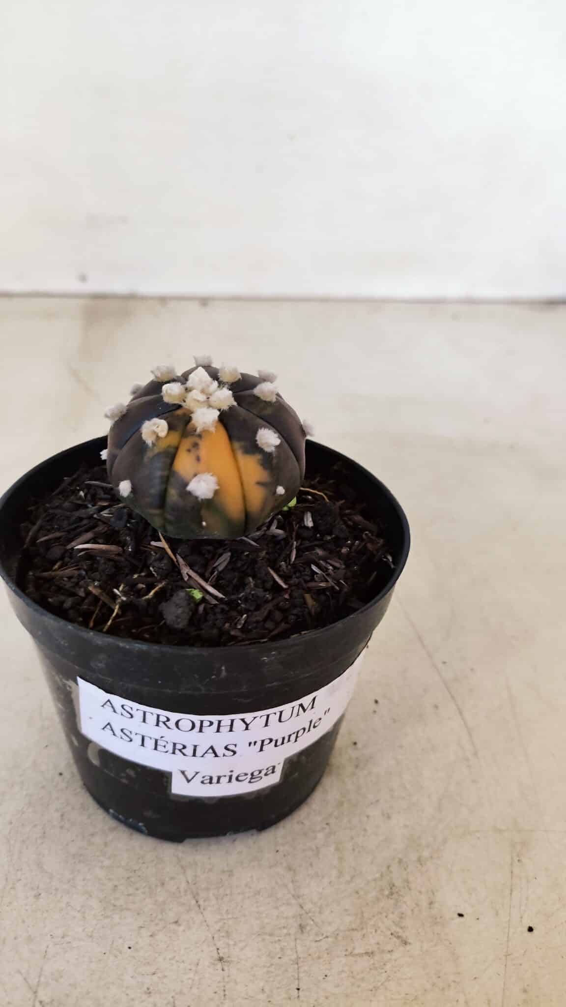 ASTROPHYTUM ASTERIAS “Purple - VARIEGATA”  Nº 955 – vaso 09 - foto 9