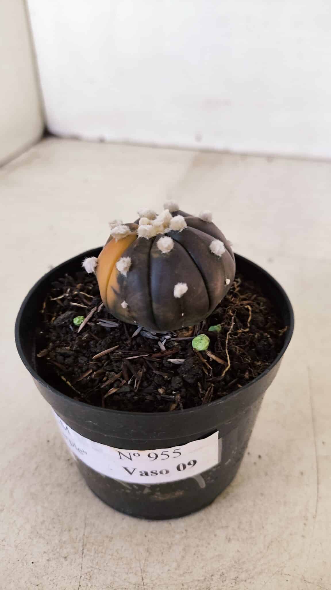 ASTROPHYTUM ASTERIAS “Purple - VARIEGATA”  Nº 955 – vaso 09 - foto 8