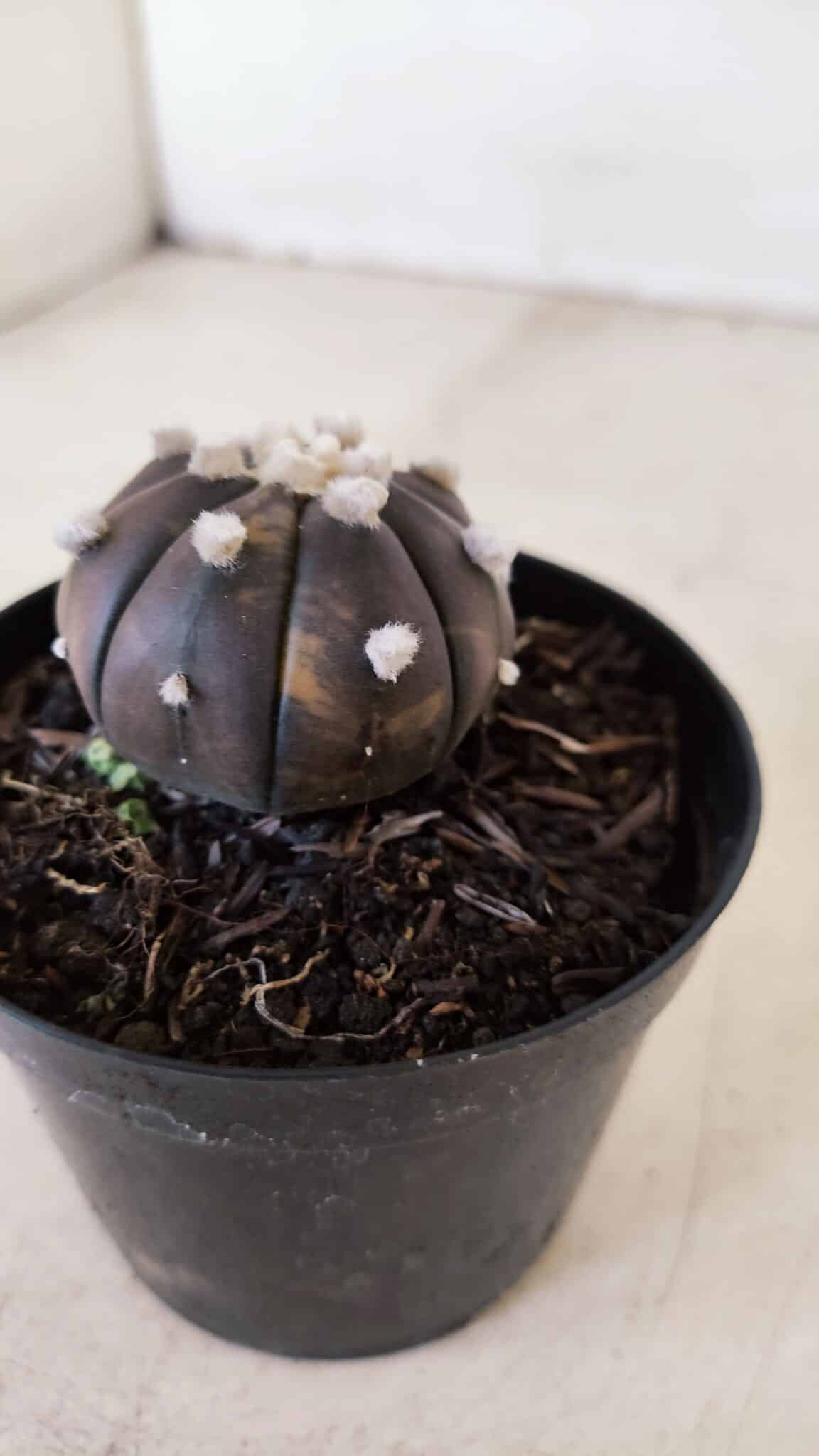 ASTROPHYTUM ASTERIAS “Purple - VARIEGATA”  Nº 955 – vaso 09 - foto 7