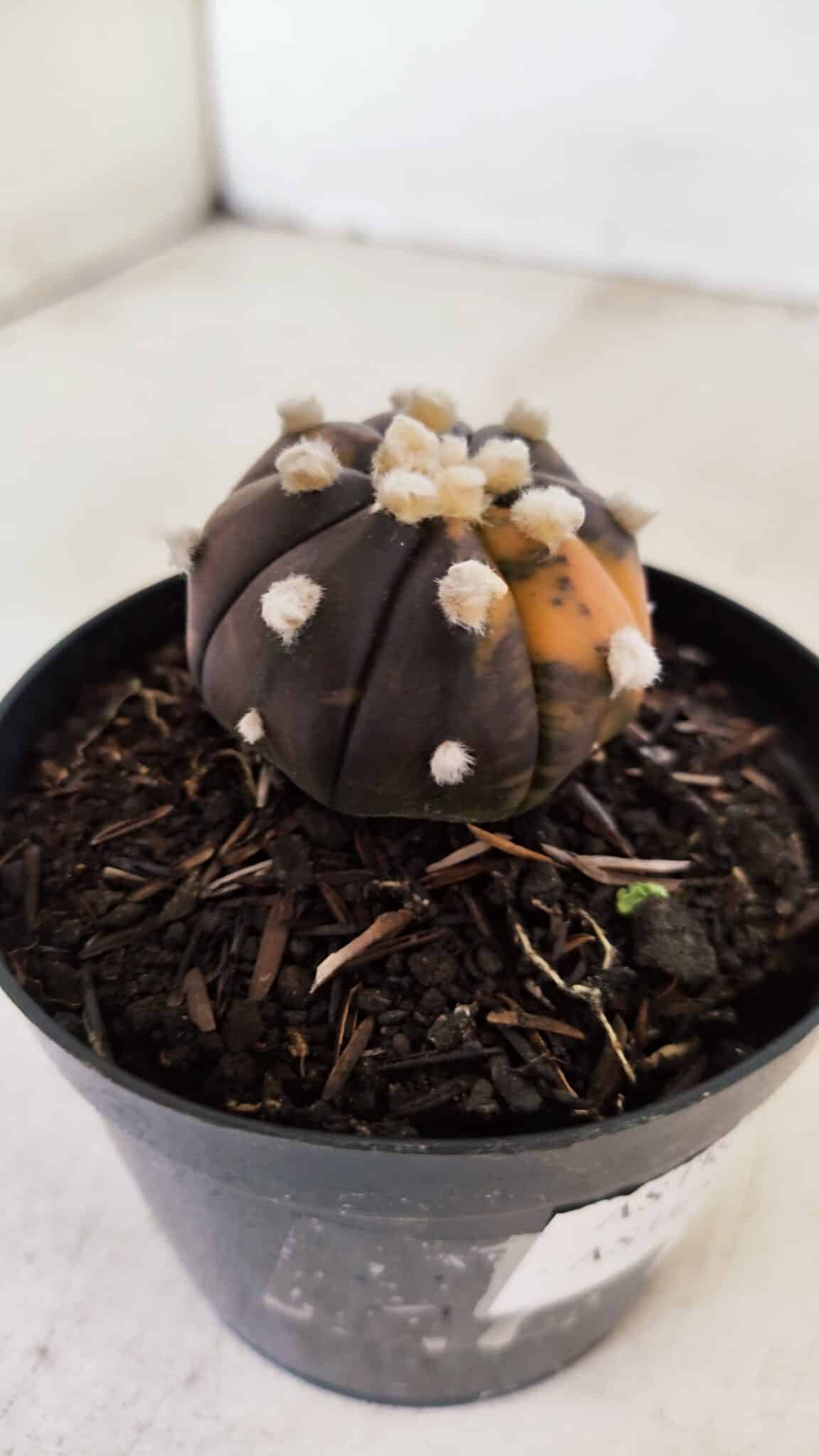 ASTROPHYTUM ASTERIAS “Purple - VARIEGATA”  Nº 955 – vaso 09 - foto 6