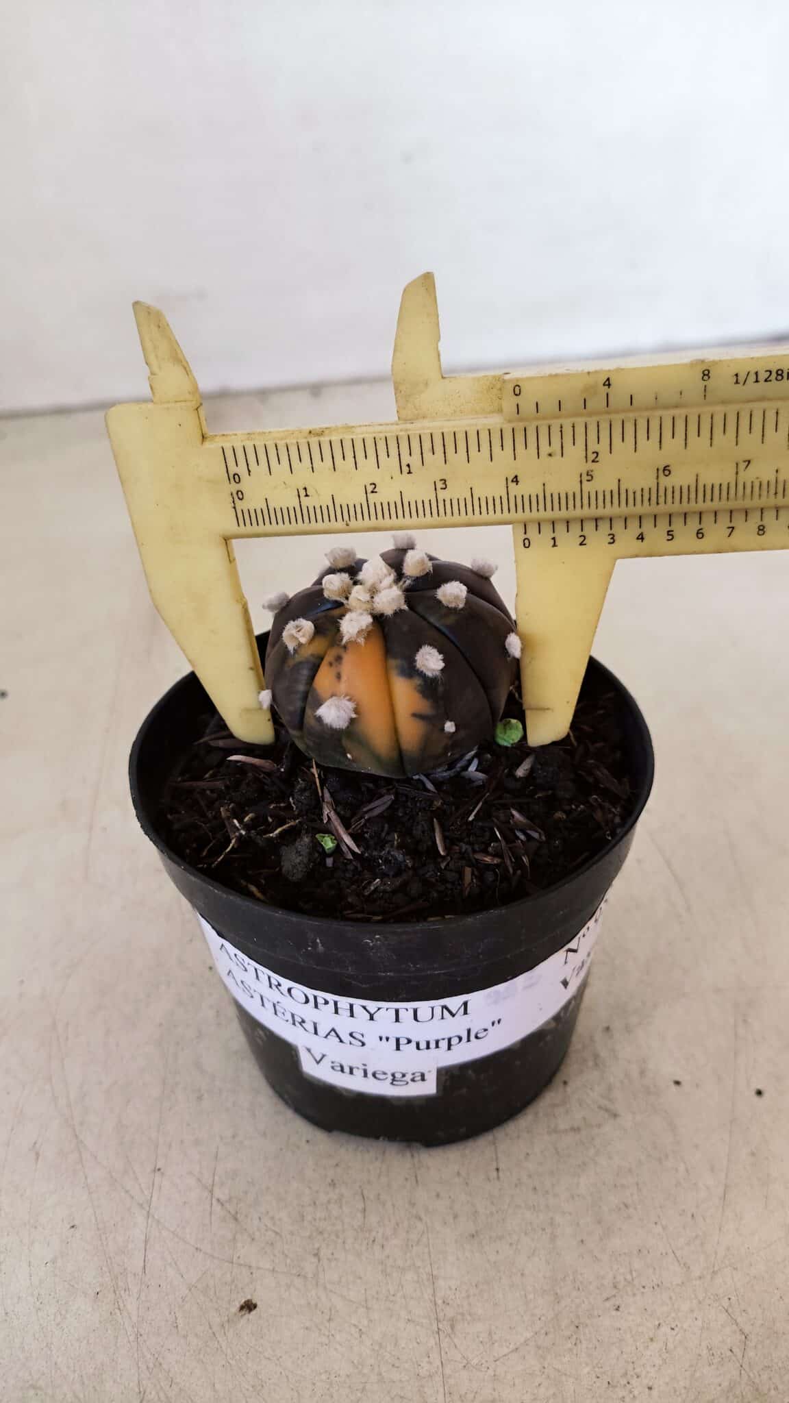 ASTROPHYTUM ASTERIAS “Purple - VARIEGATA”  Nº 955 – vaso 09 - foto 4