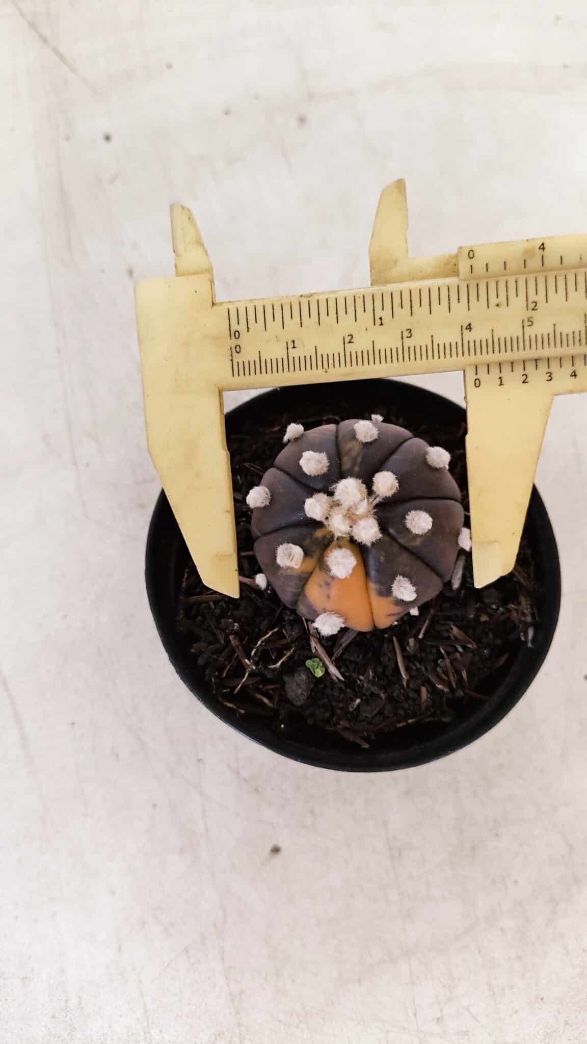 ASTROPHYTUM ASTERIAS “Purple - VARIEGATA”  Nº 955 – vaso 09 - foto 5