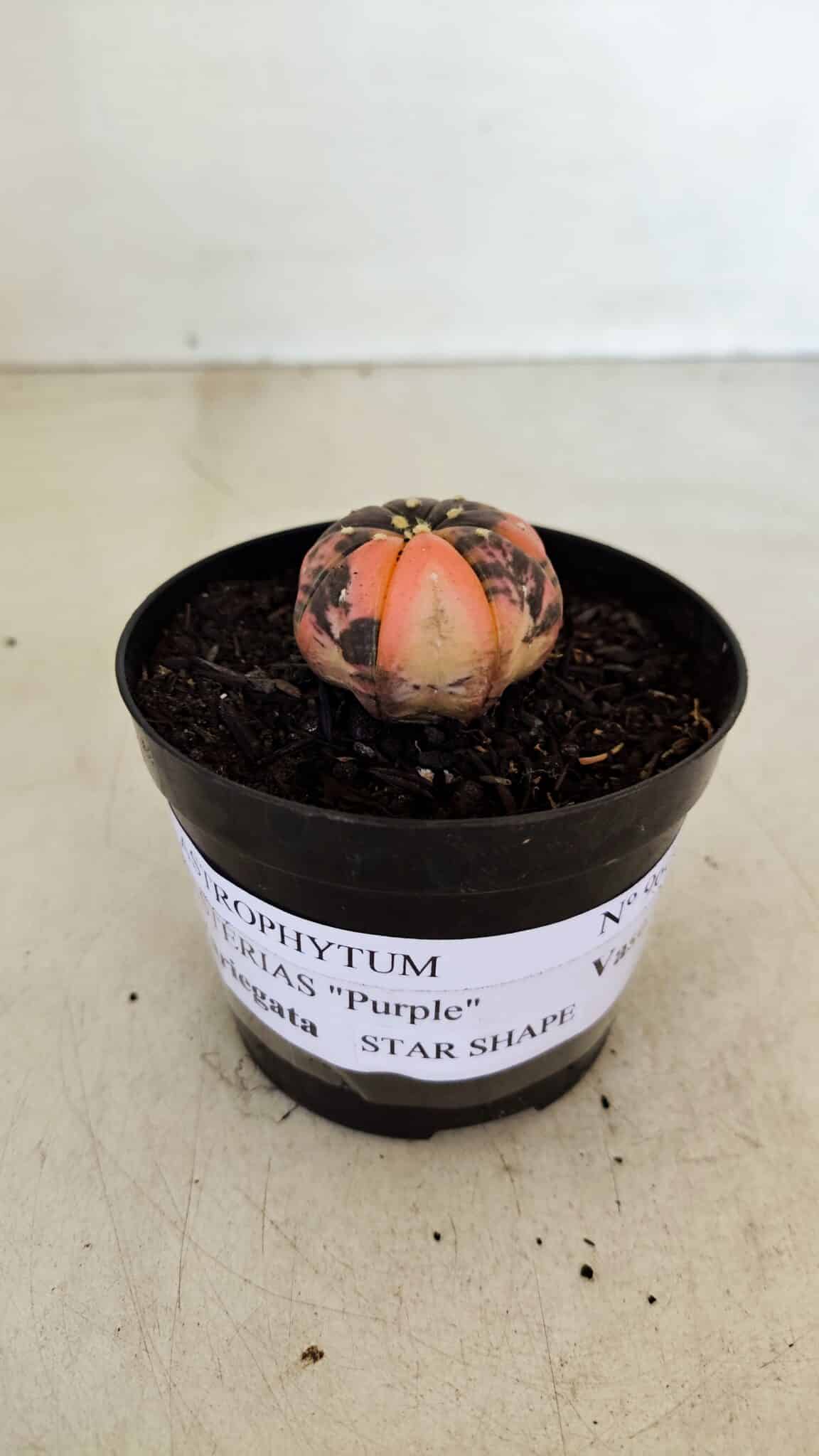 ASTROPHYTUM ASTERIAS “Purple STAR SHAPE - VARIEGATA”  Nº 960 – vaso 09 - foto 2