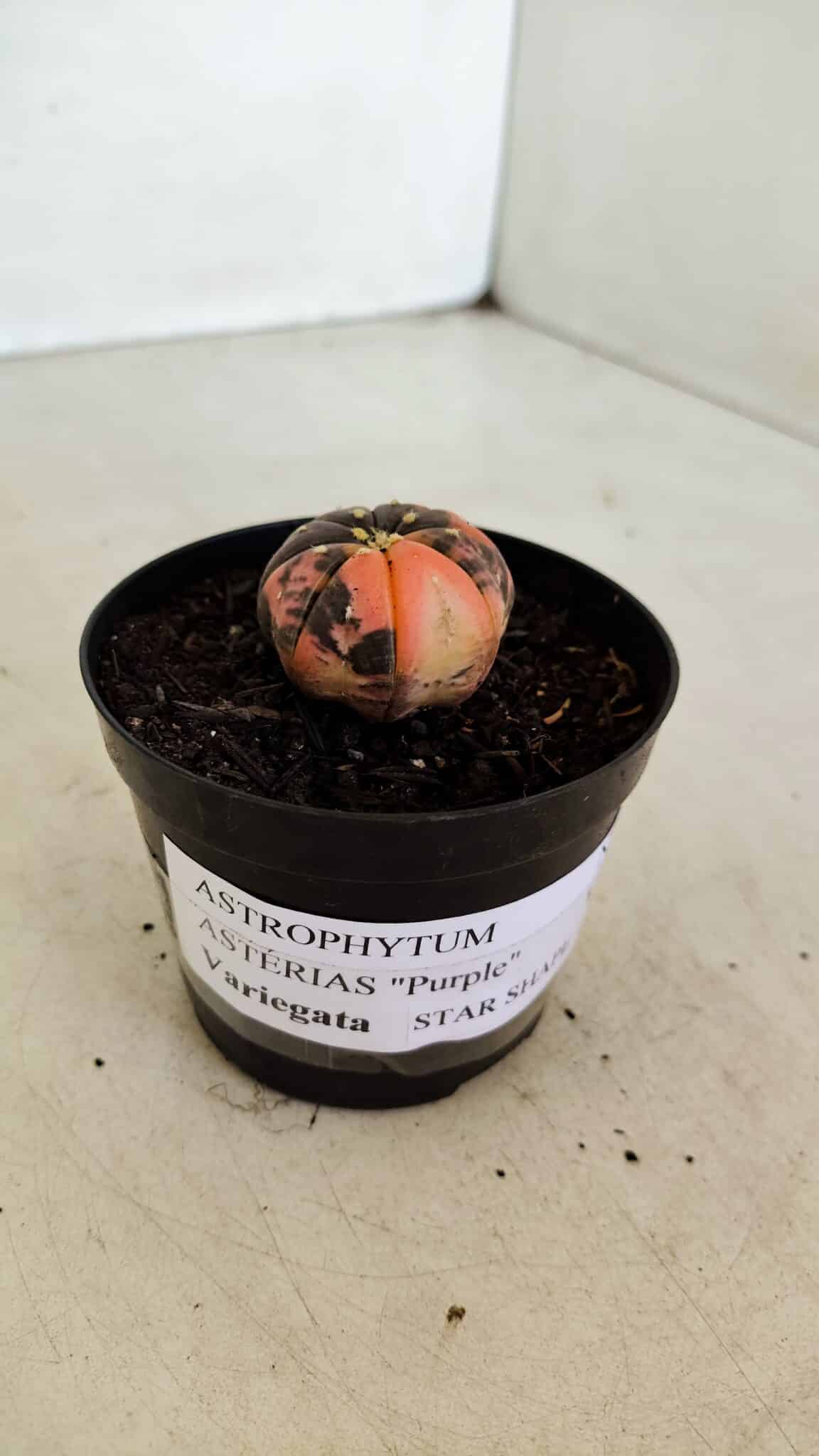 ASTROPHYTUM ASTERIAS “Purple STAR SHAPE - VARIEGATA”  Nº 960 – vaso 09 - foto 10
