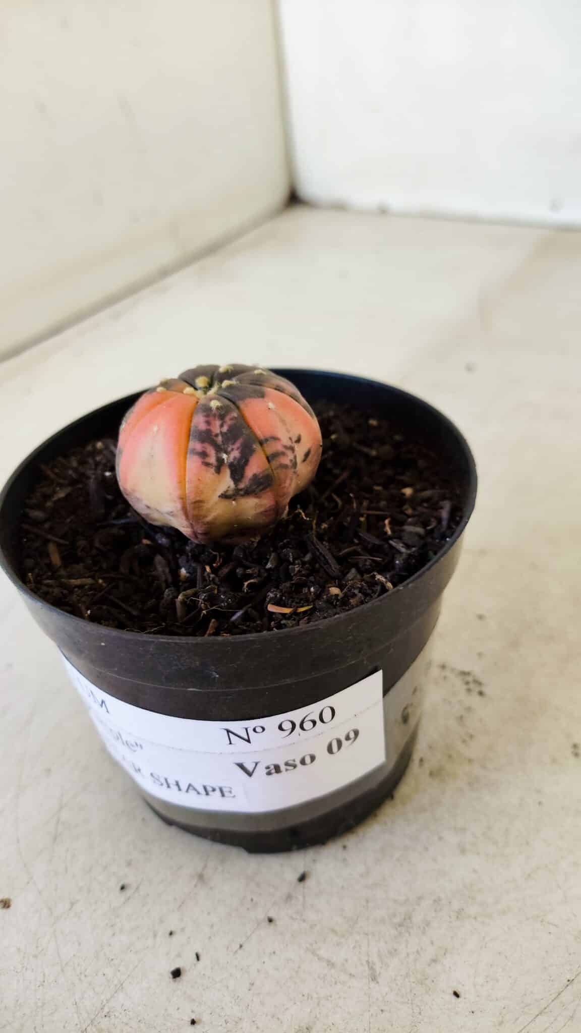 ASTROPHYTUM ASTERIAS “Purple STAR SHAPE - VARIEGATA”  Nº 960 – vaso 09 - foto 9
