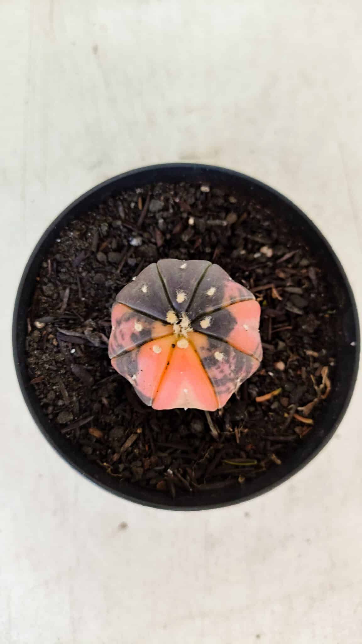 ASTROPHYTUM ASTERIAS “Purple STAR SHAPE - VARIEGATA”  Nº 960 – vaso 09 - foto 3