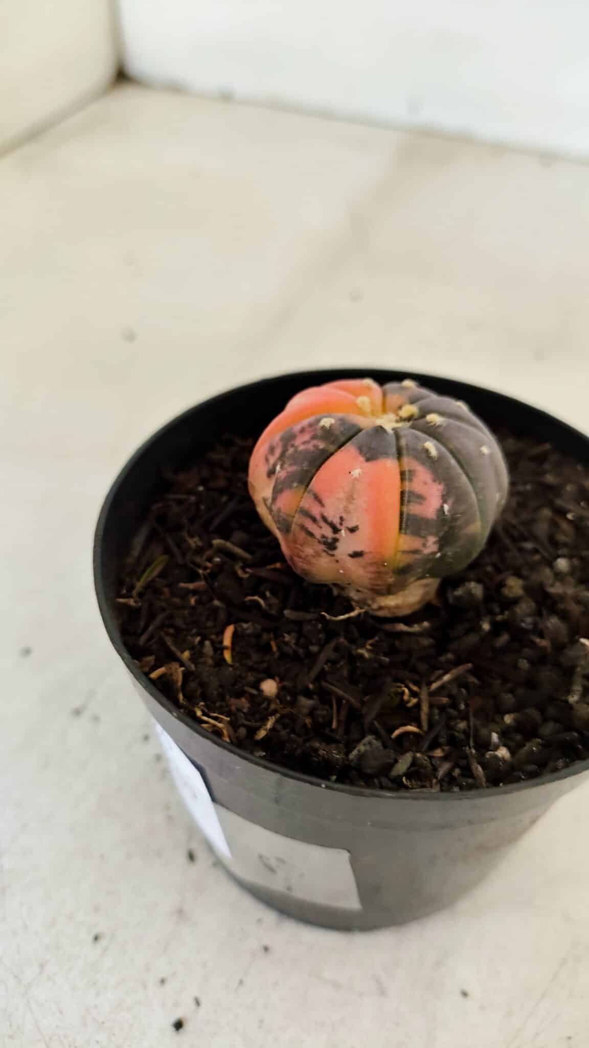 ASTROPHYTUM ASTERIAS “Purple STAR SHAPE - VARIEGATA”  Nº 960 – vaso 09 - foto 8