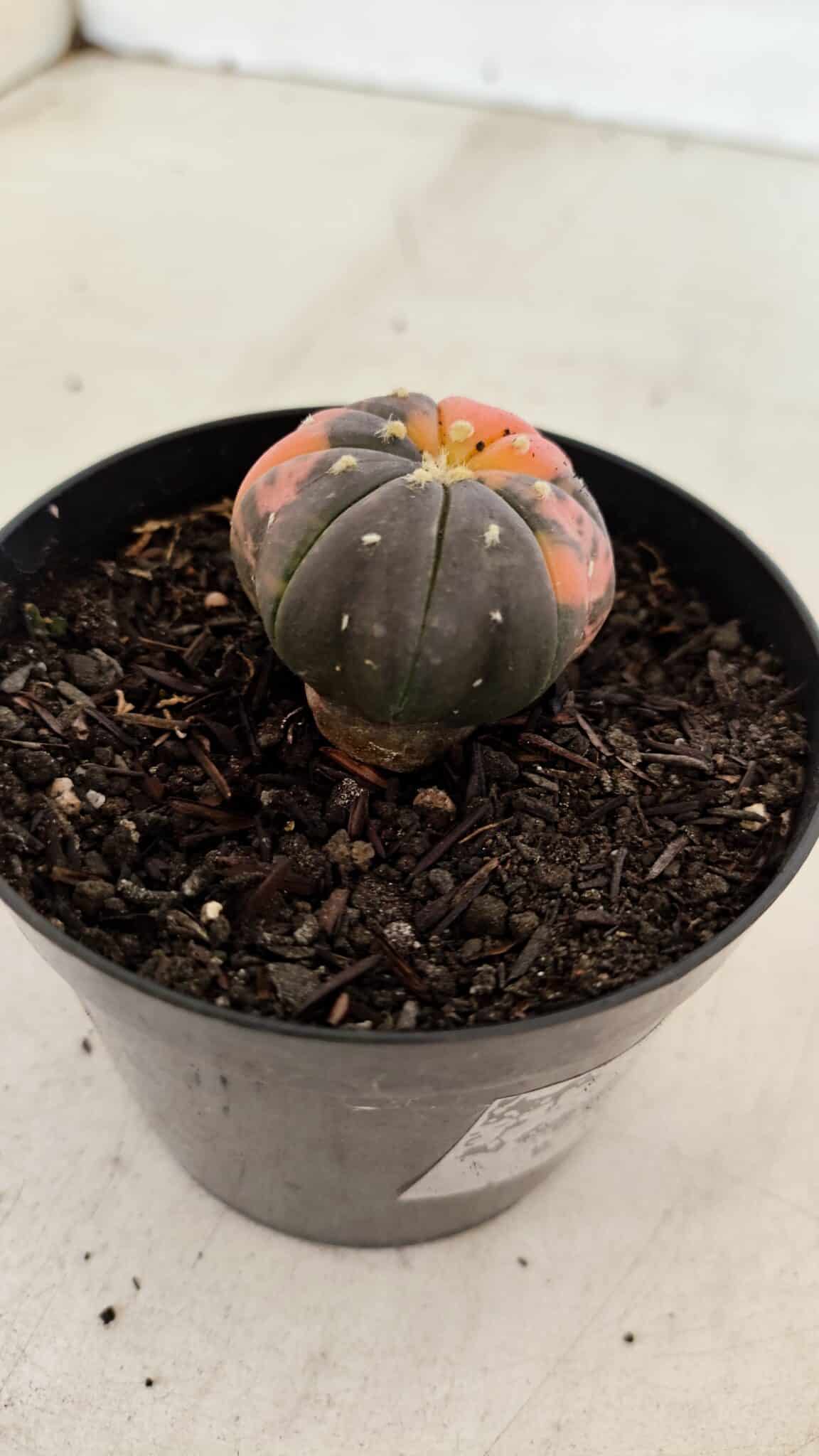 ASTROPHYTUM ASTERIAS “Purple STAR SHAPE - VARIEGATA”  Nº 960 – vaso 09 - foto 7