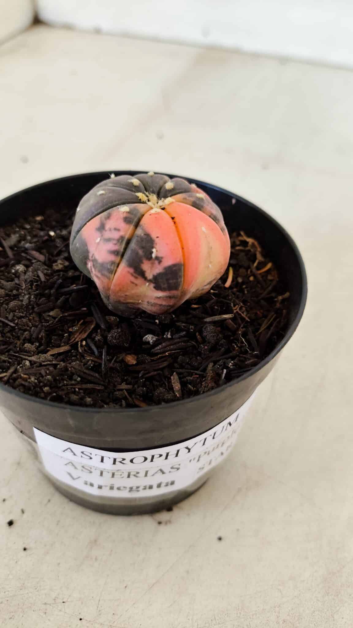 ASTROPHYTUM ASTERIAS “Purple STAR SHAPE - VARIEGATA”  Nº 960 – vaso 09 - foto 6
