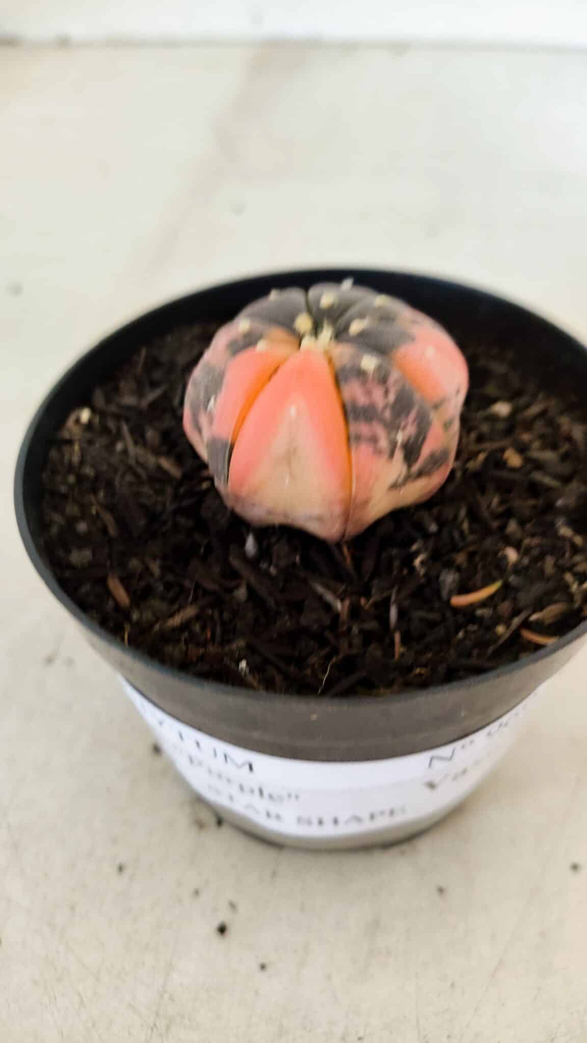 ASTROPHYTUM ASTERIAS “Purple STAR SHAPE - VARIEGATA”  Nº 960 – vaso 09 - foto 5