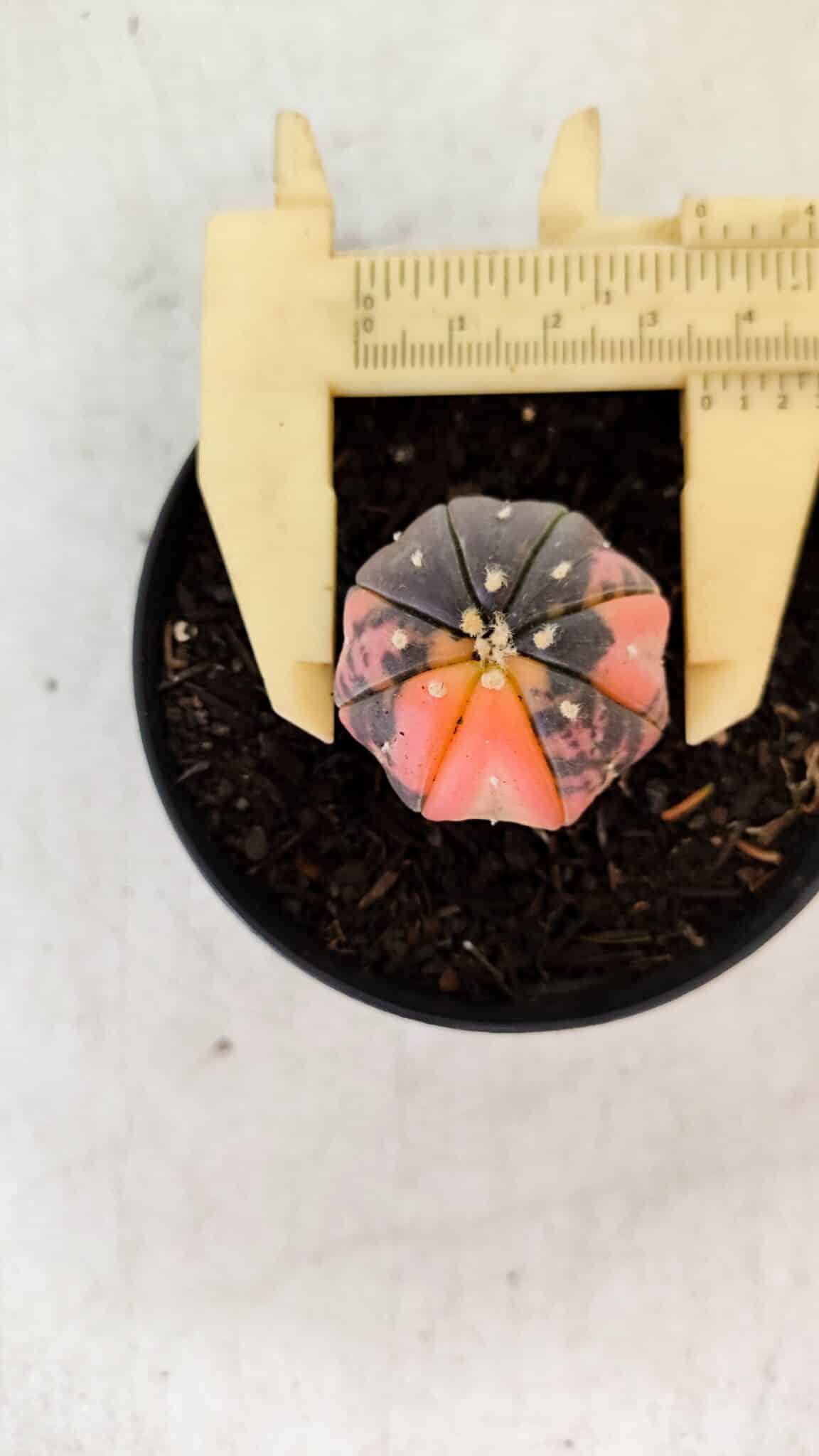 ASTROPHYTUM ASTERIAS “Purple STAR SHAPE - VARIEGATA”  Nº 960 – vaso 09 - foto 4