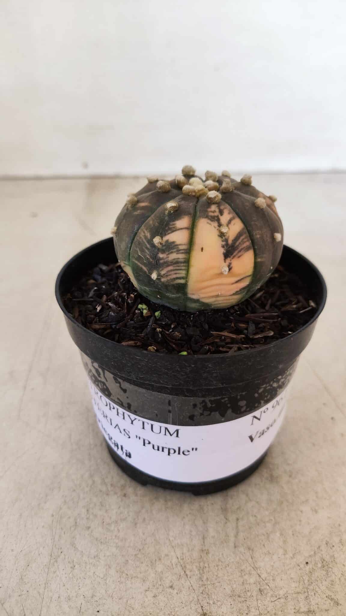 ASTROPHYTUM ASTERIAS “Purple - VARIEGATA”  Nº 961 – vaso 09 - foto 2