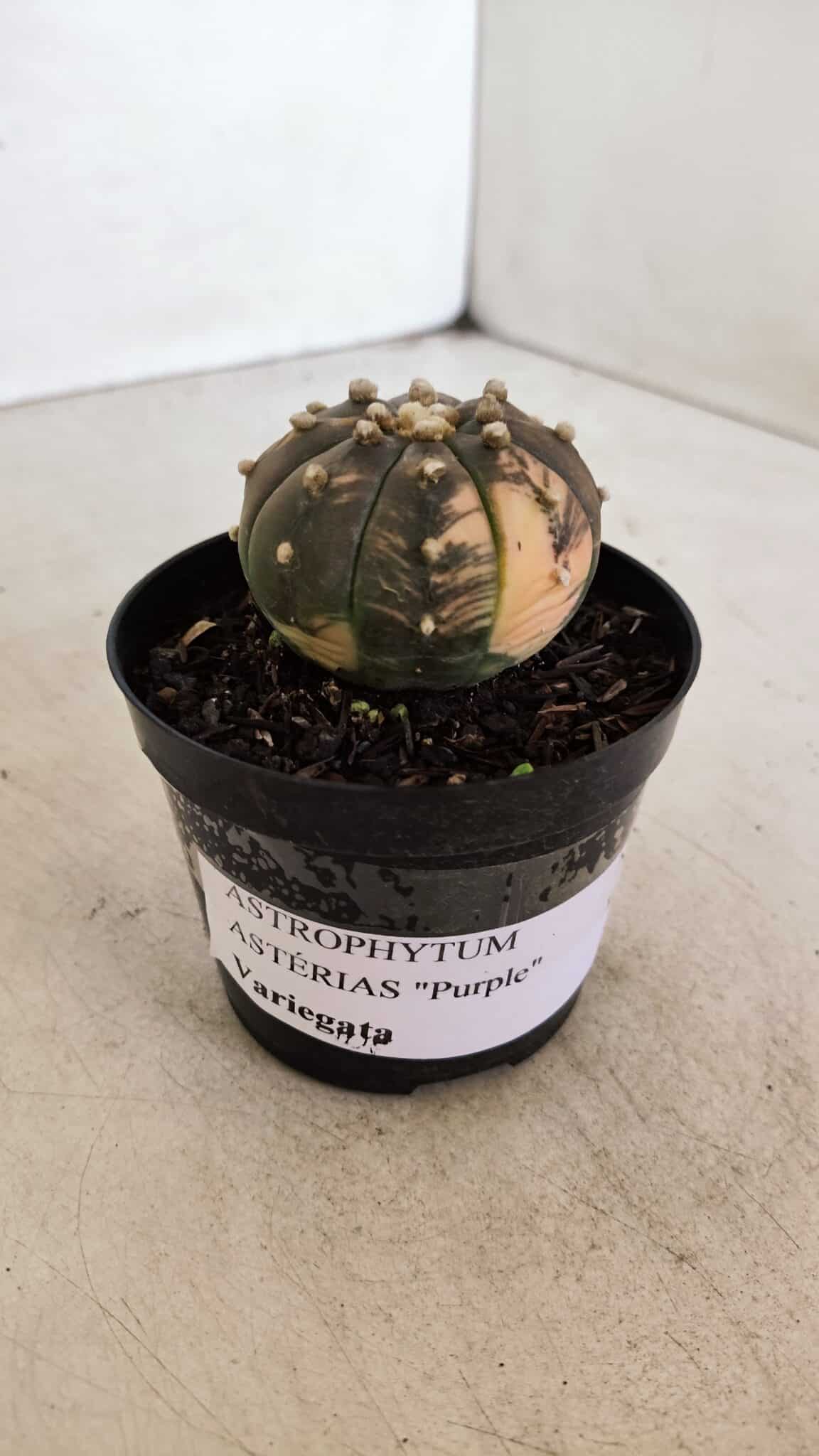 ASTROPHYTUM ASTERIAS “Purple - VARIEGATA”  Nº 961 – vaso 09 - foto 9