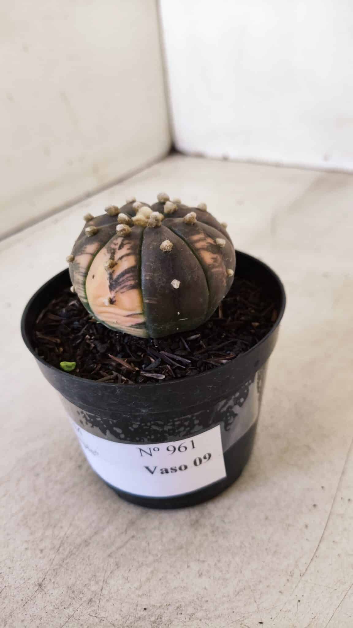 ASTROPHYTUM ASTERIAS “Purple - VARIEGATA”  Nº 961 – vaso 09 - foto 8