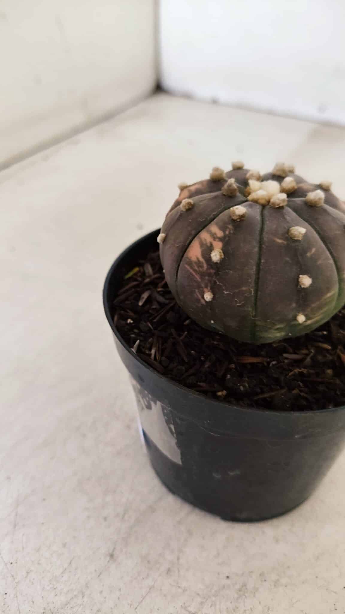 ASTROPHYTUM ASTERIAS “Purple - VARIEGATA”  Nº 961 – vaso 09 - foto 7