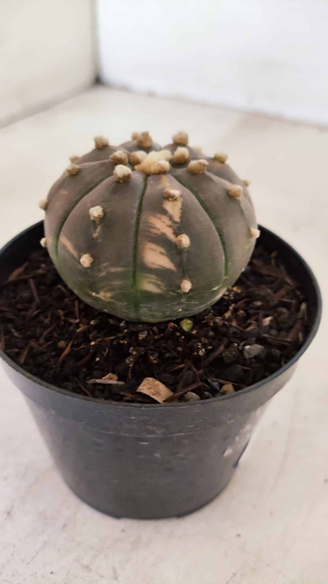 ASTROPHYTUM ASTERIAS “Purple - VARIEGATA”  Nº 961 – vaso 09 - foto 6