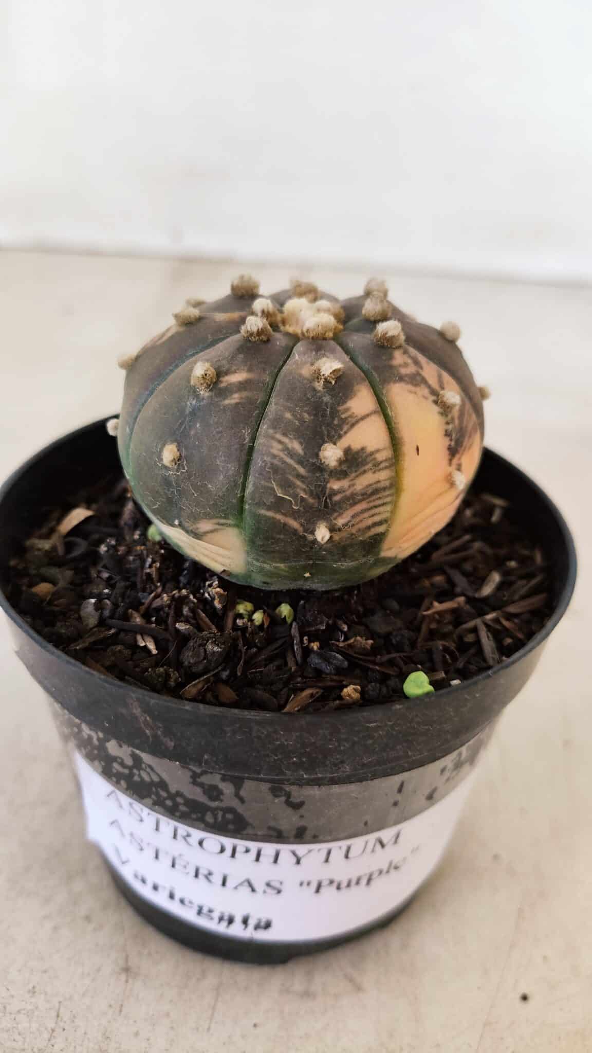 ASTROPHYTUM ASTERIAS “Purple - VARIEGATA”  Nº 961 – vaso 09 - foto 5
