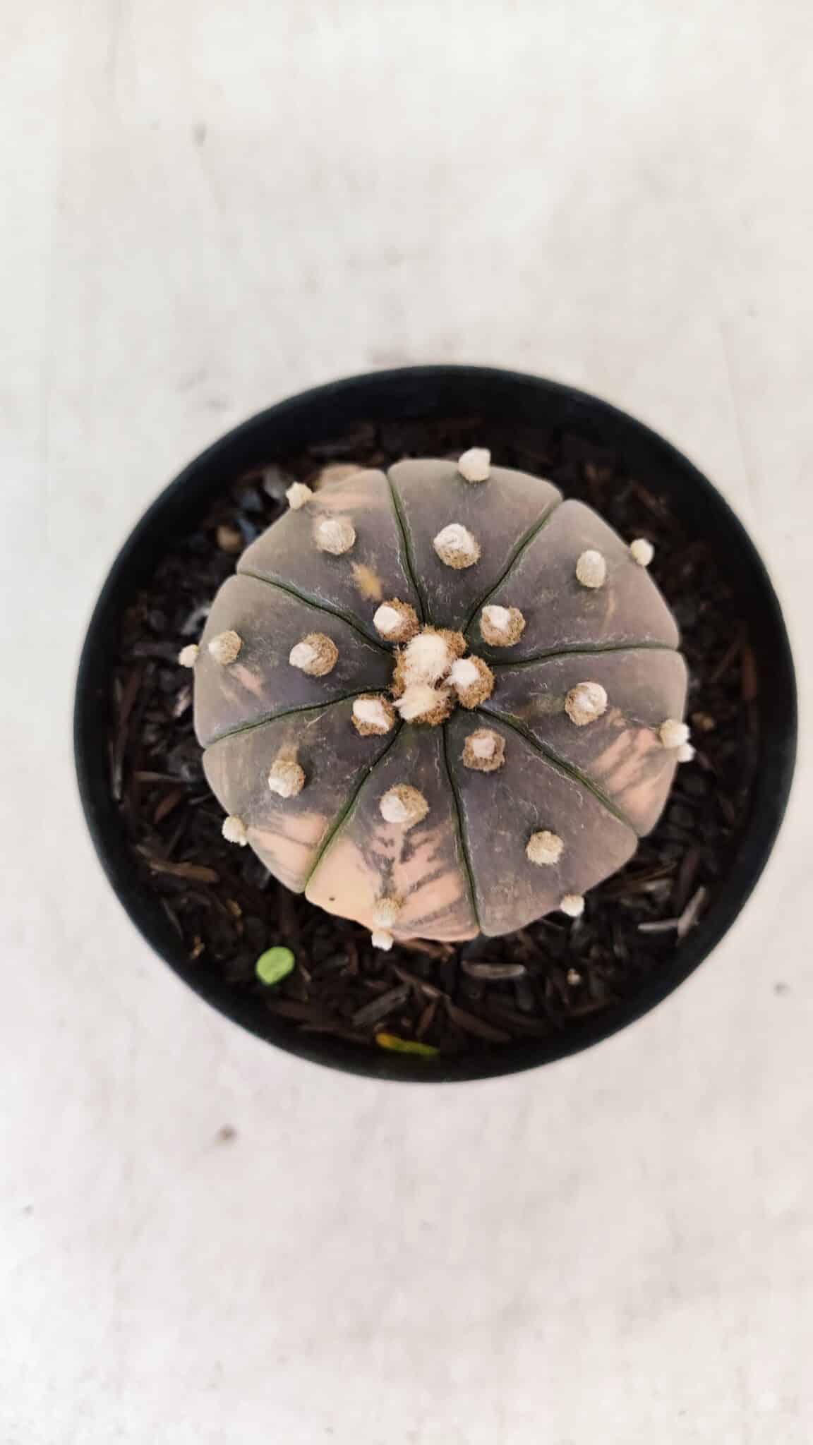 ASTROPHYTUM ASTERIAS “Purple - VARIEGATA”  Nº 961 – vaso 09 - foto 3