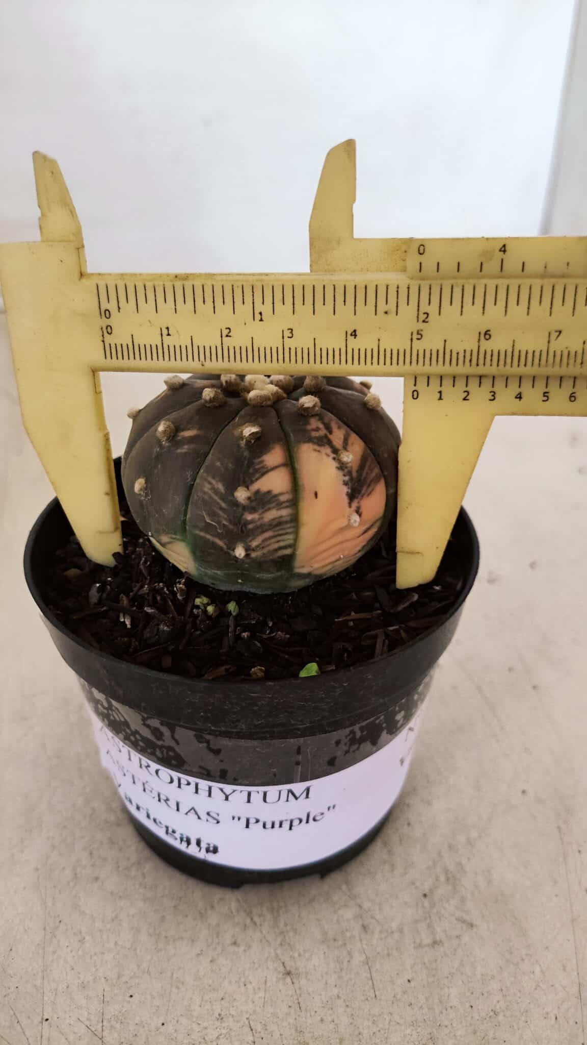ASTROPHYTUM ASTERIAS “Purple - VARIEGATA”  Nº 961 – vaso 09 - foto 4