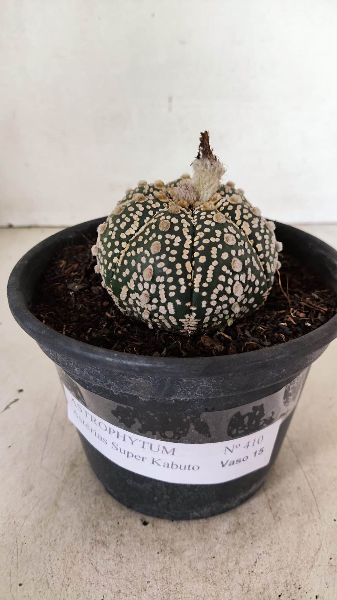 MATRIZ ASTROPHYTUM ASTERIAS SUPER KABUTO  Nº 410 - vaso 15 - foto 2