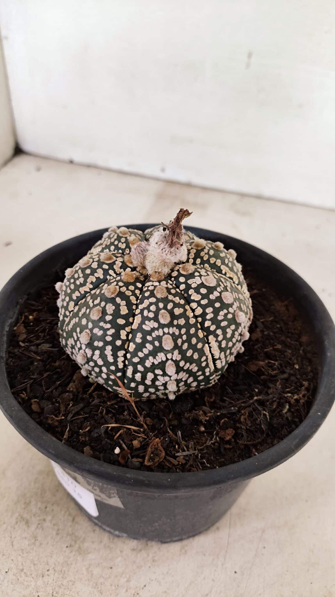 MATRIZ ASTROPHYTUM ASTERIAS SUPER KABUTO  Nº 410 - vaso 15 - foto 7