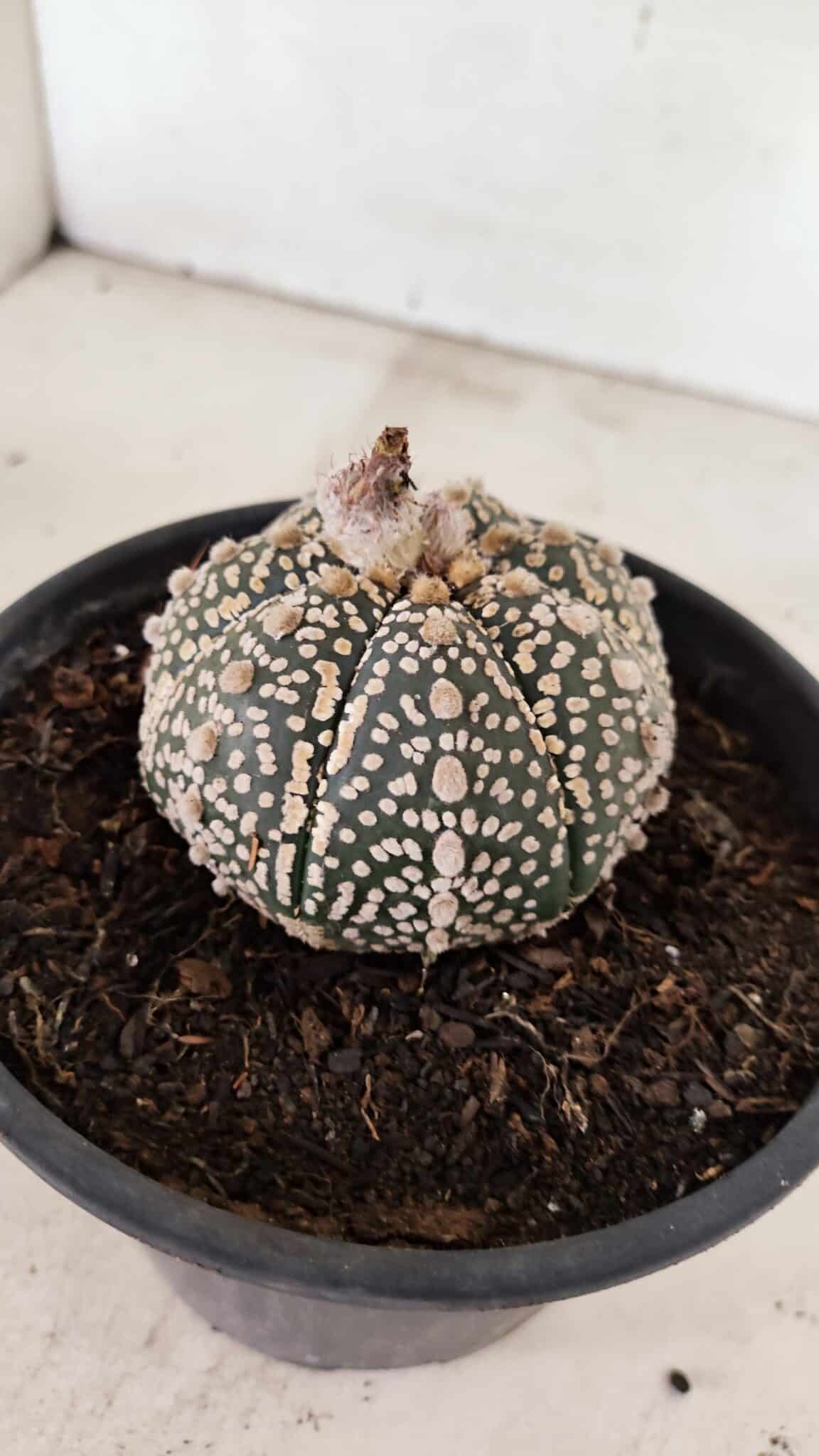MATRIZ ASTROPHYTUM ASTERIAS SUPER KABUTO  Nº 410 - vaso 15 - foto 5