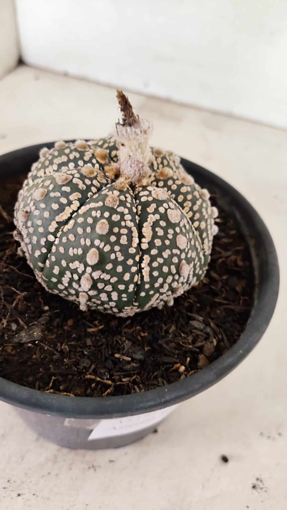 MATRIZ ASTROPHYTUM ASTERIAS SUPER KABUTO  Nº 410 - vaso 15 - foto 4