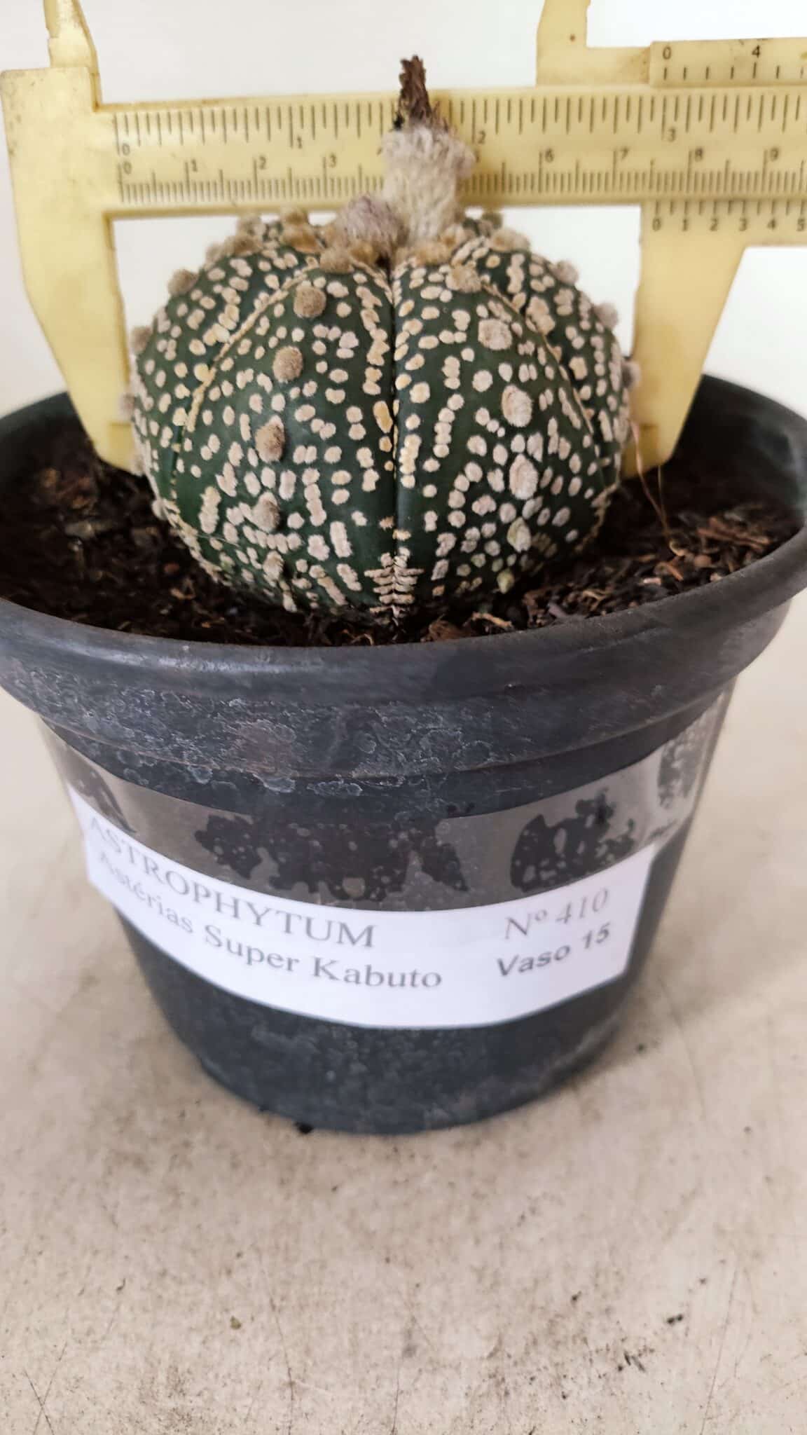 MATRIZ ASTROPHYTUM ASTERIAS SUPER KABUTO  Nº 410 - vaso 15 - foto 6