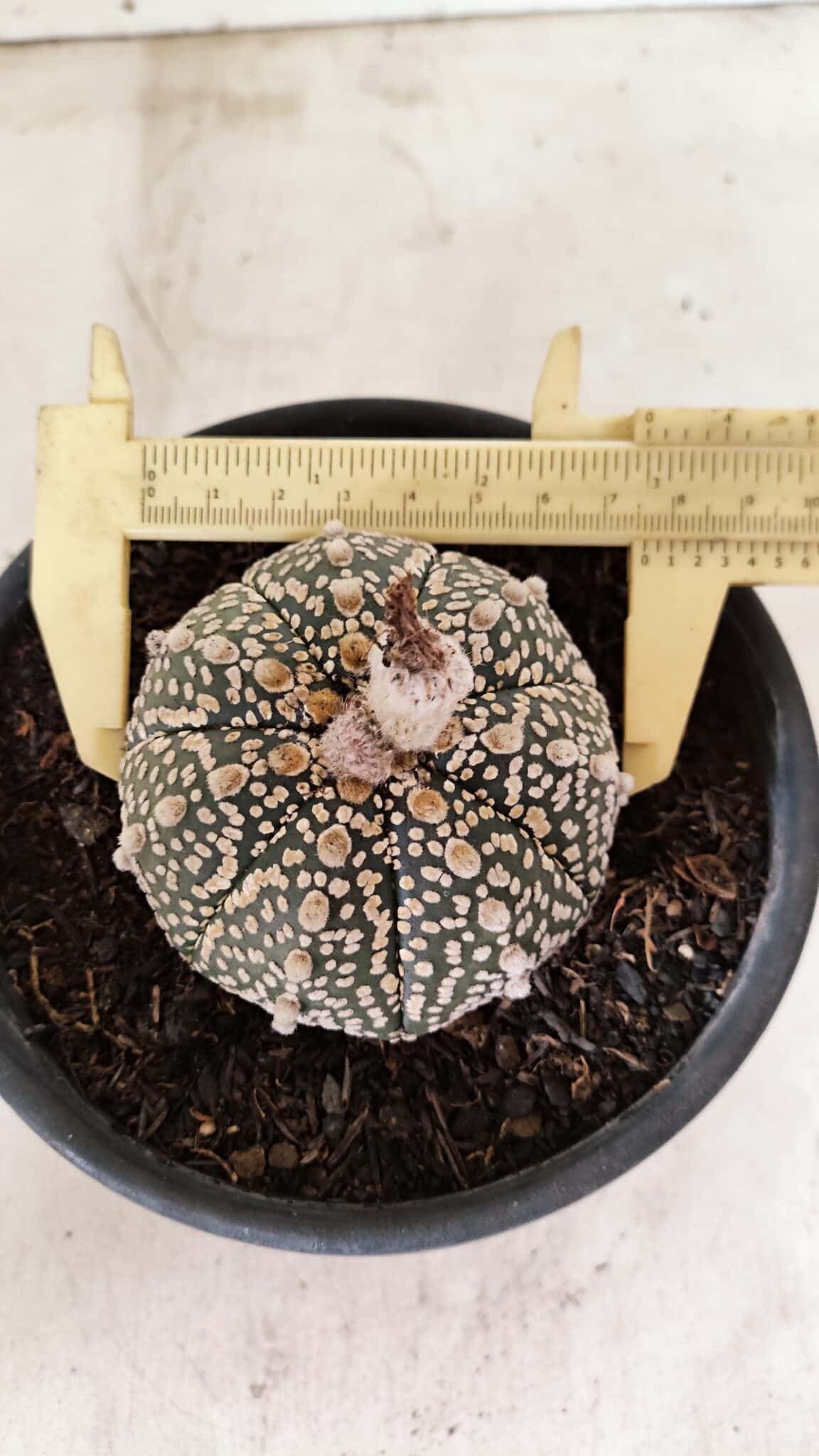 MATRIZ ASTROPHYTUM ASTERIAS SUPER KABUTO  Nº 410 - vaso 15 - foto 3