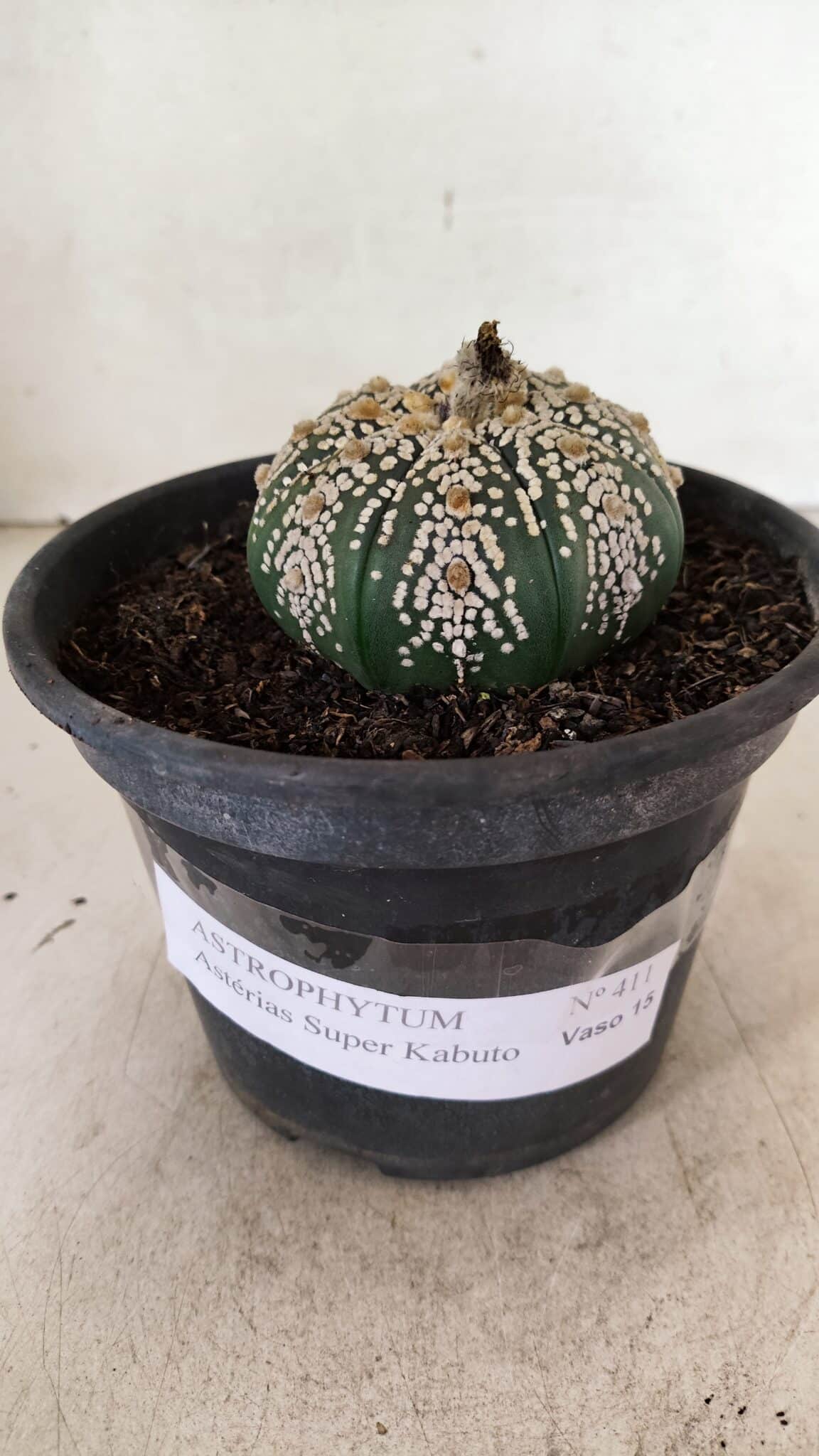 MATRIZ ASTROPHYTUM ASTERIAS SUPER KABUTO  Nº 411 - vaso 15 - foto 2