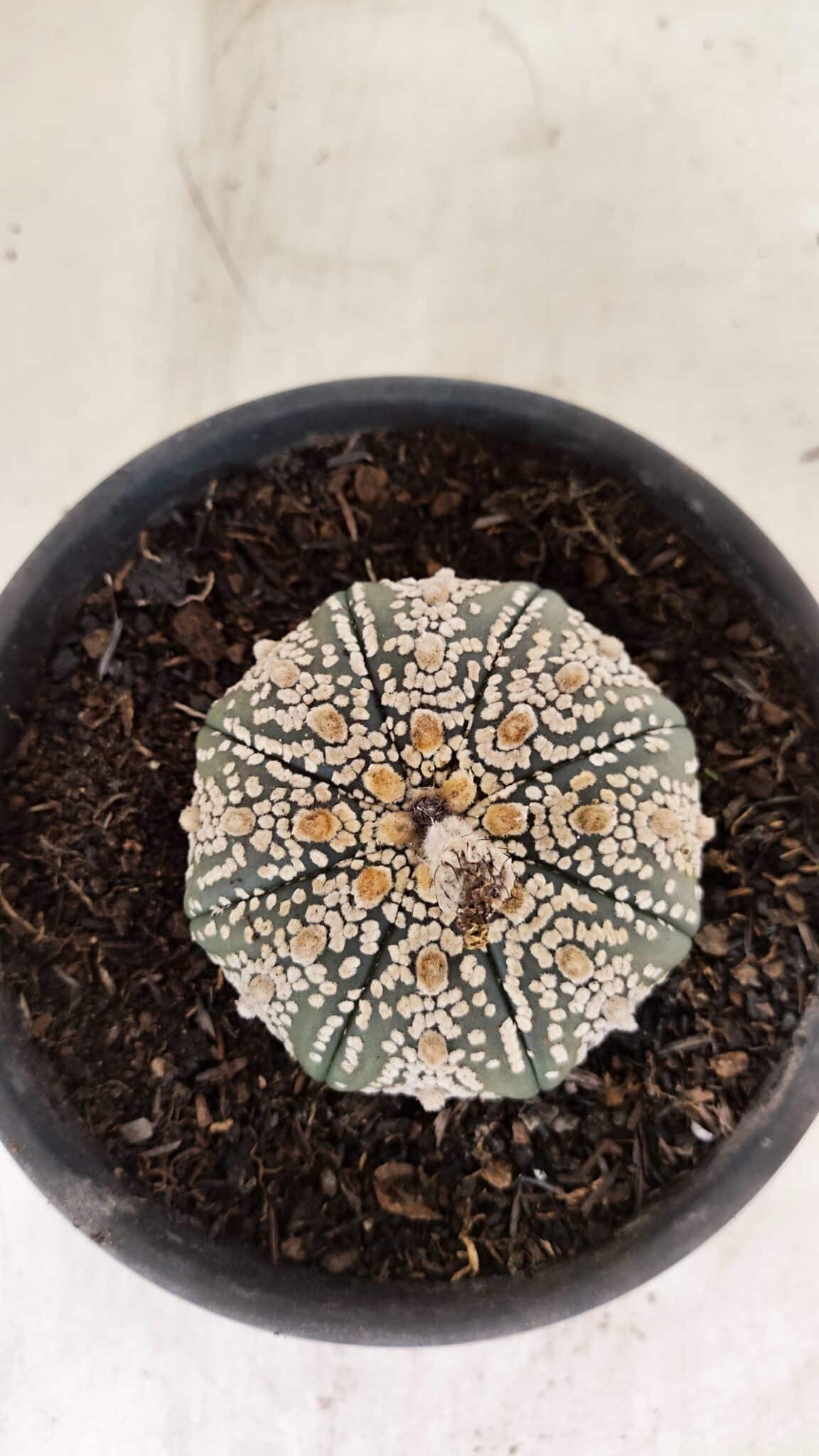 MATRIZ ASTROPHYTUM ASTERIAS SUPER KABUTO  Nº 411 - vaso 15 - foto 3