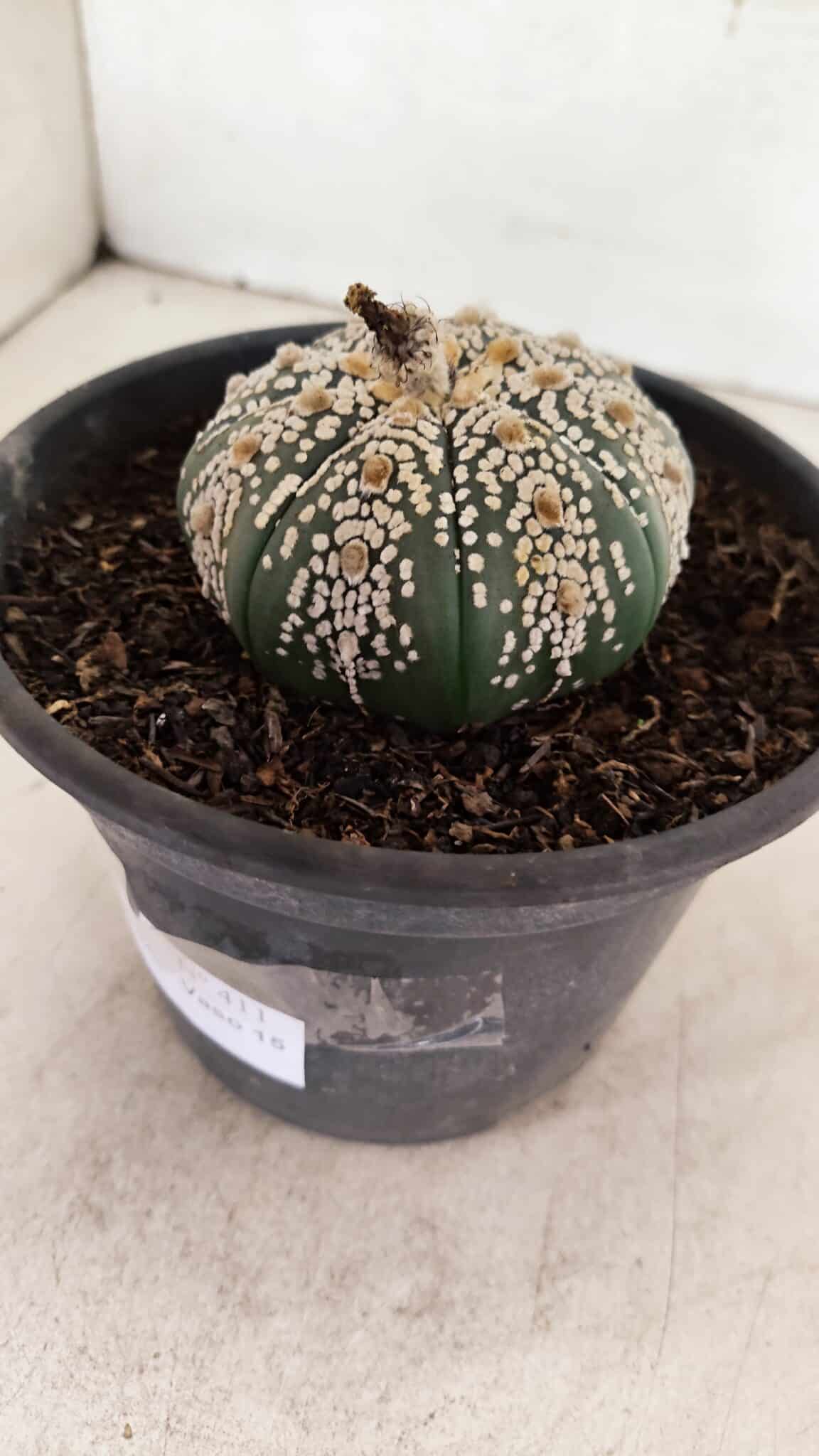 MATRIZ ASTROPHYTUM ASTERIAS SUPER KABUTO  Nº 411 - vaso 15 - foto 8