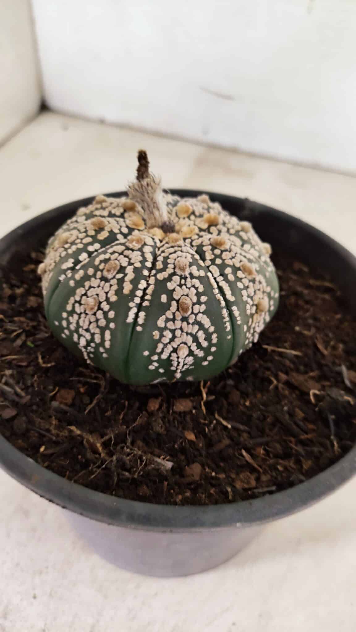 MATRIZ ASTROPHYTUM ASTERIAS SUPER KABUTO  Nº 411 - vaso 15 - foto 6